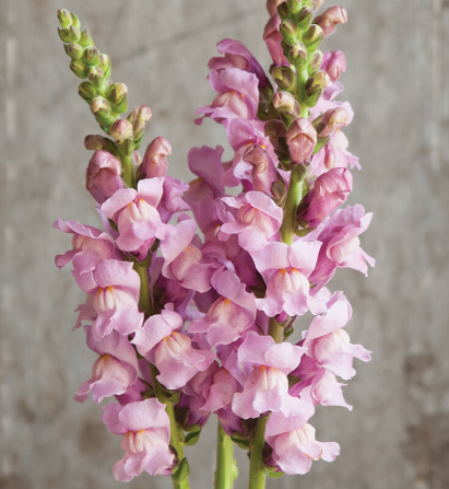 ANTIRRHINUM majus Potomac