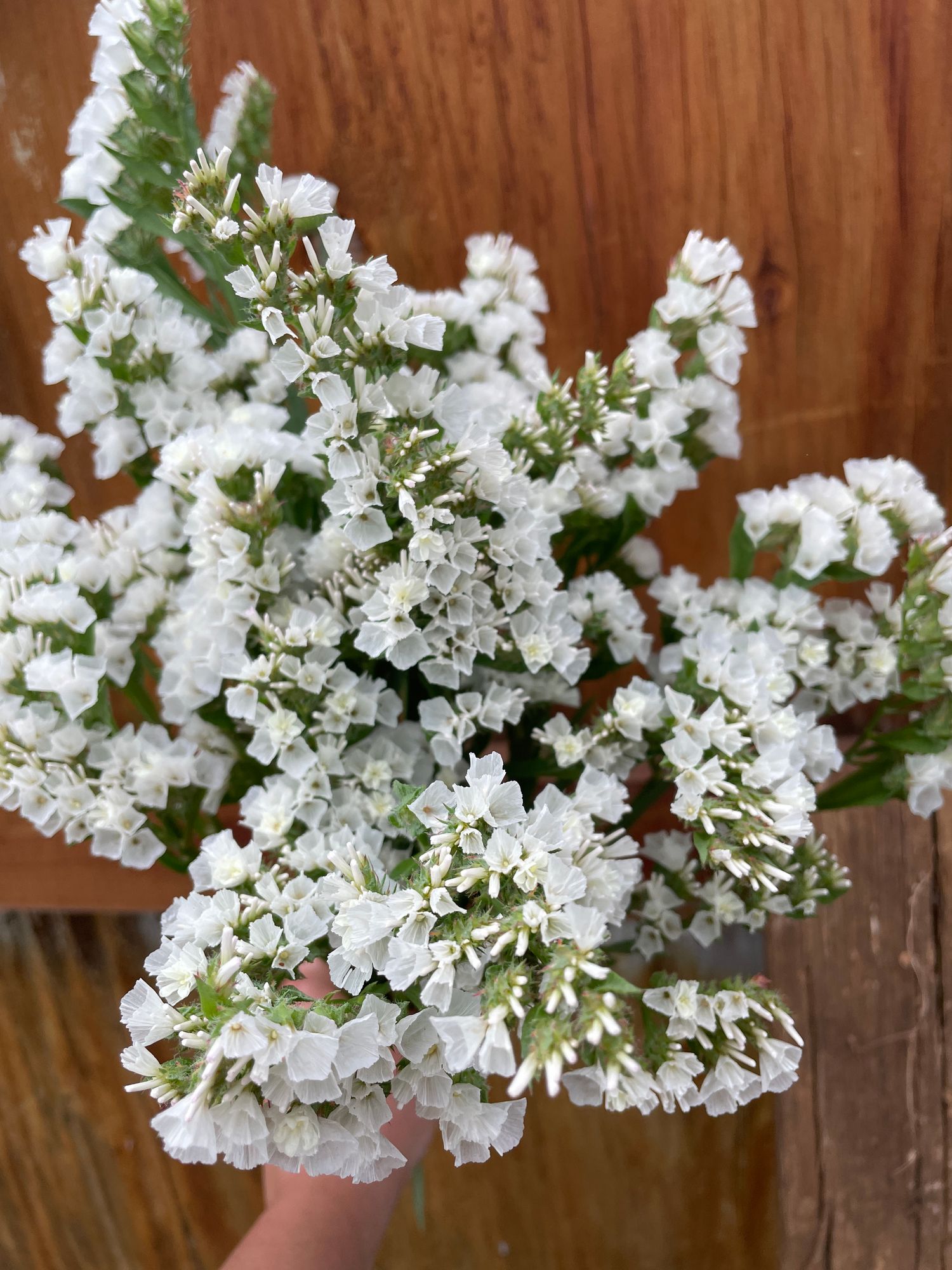 LIMONIUM sinuatum