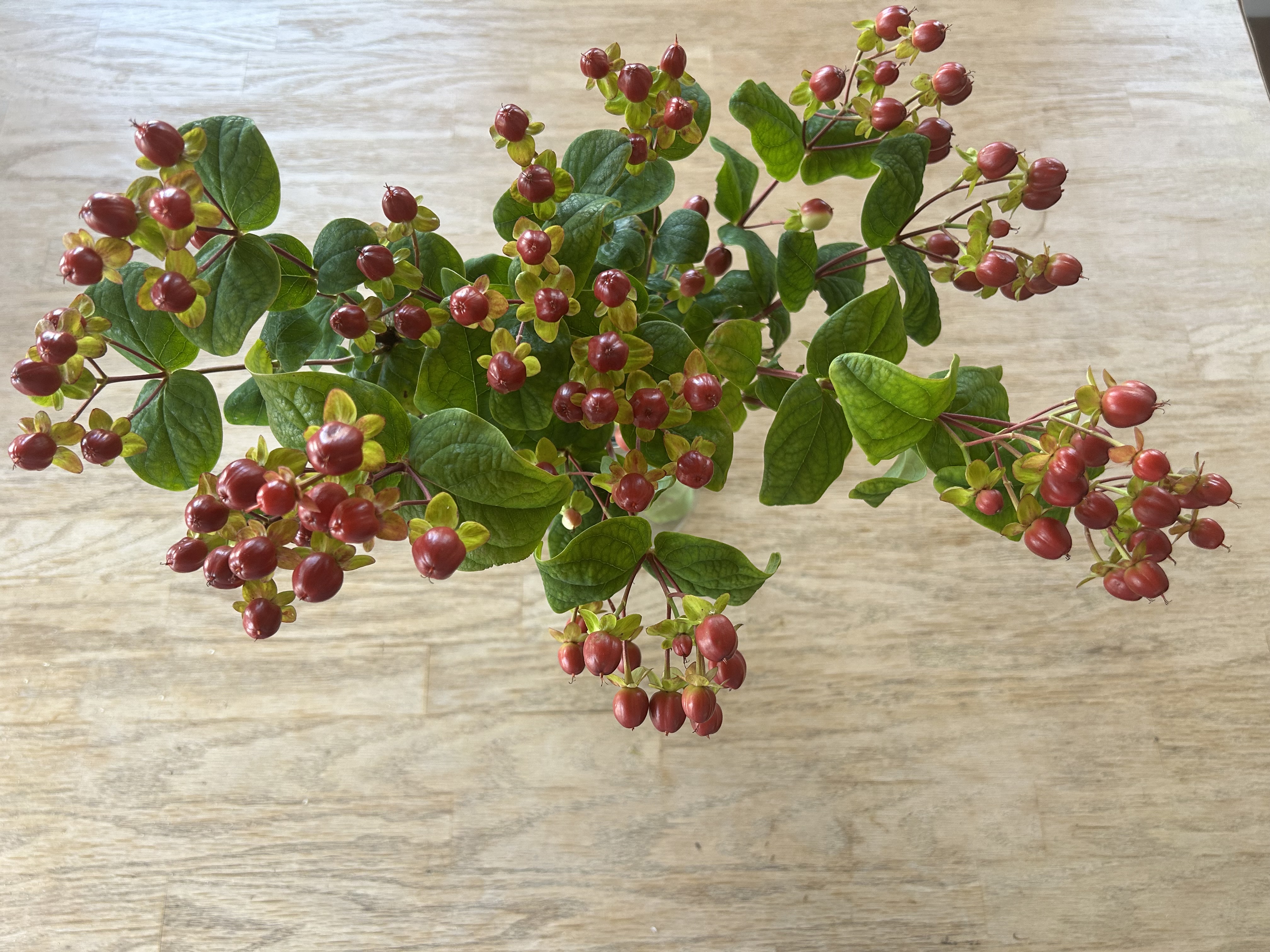 HYPERICUM x inodorum Brisk Campari