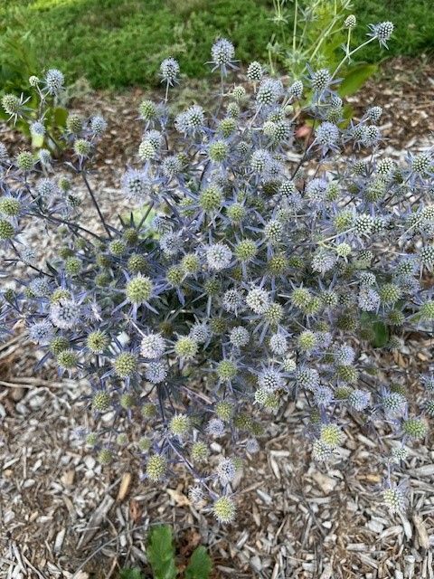 ERYNGIUM planum Blue Glitter