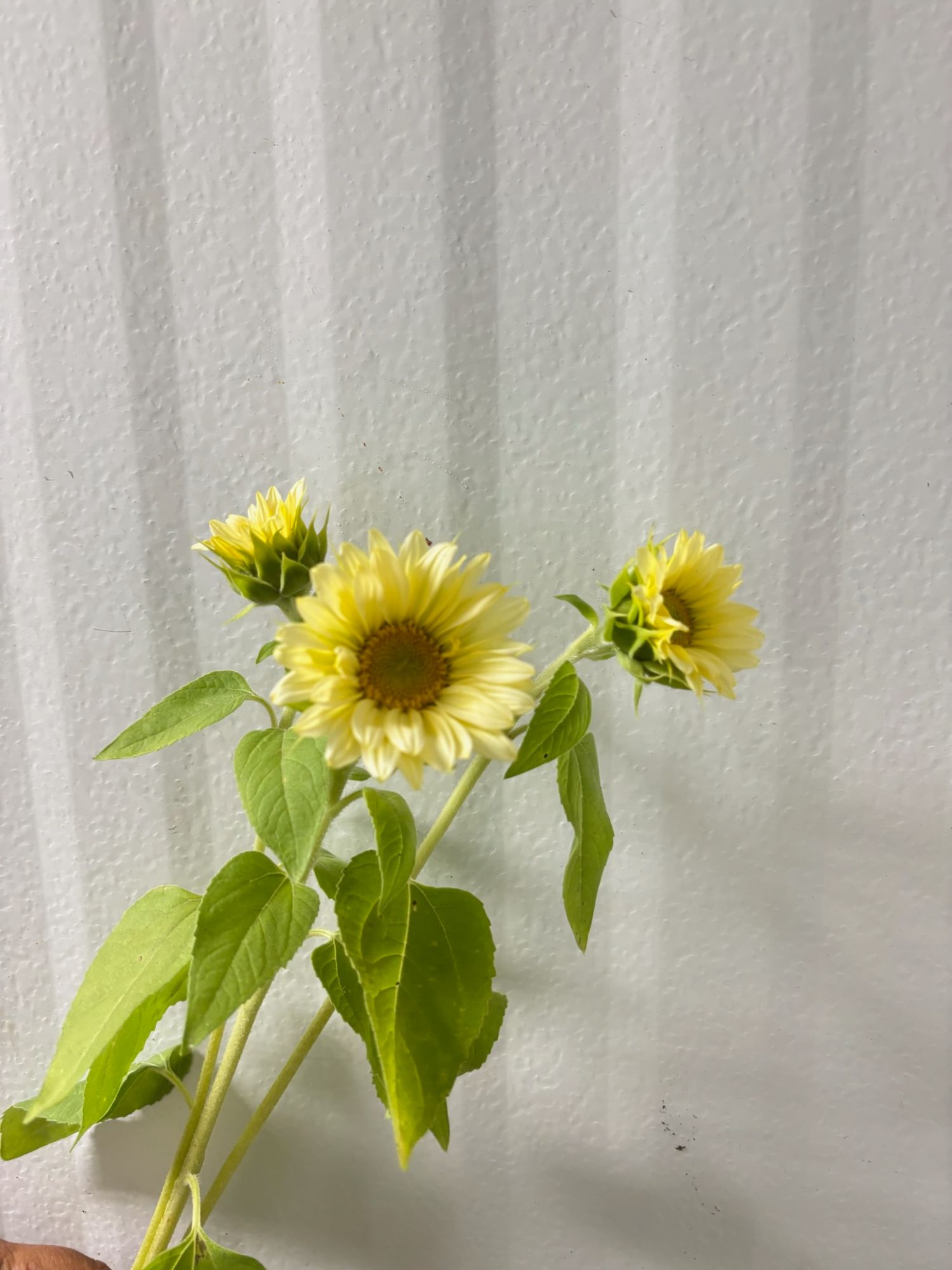 HELIANTHUS annuus ProCut White Lite