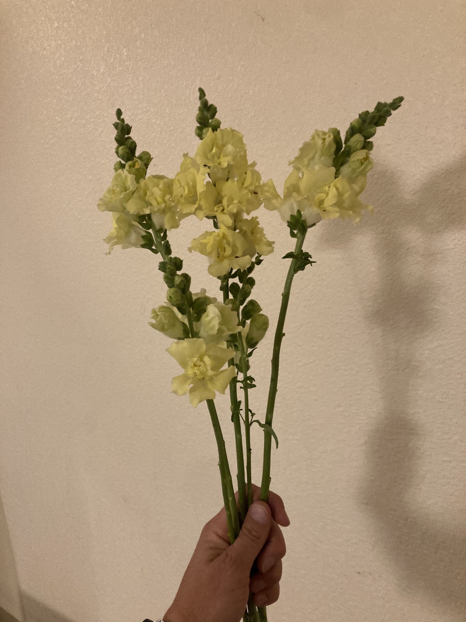 ANTIRRHINUM majus Madame Butterfly Yellow