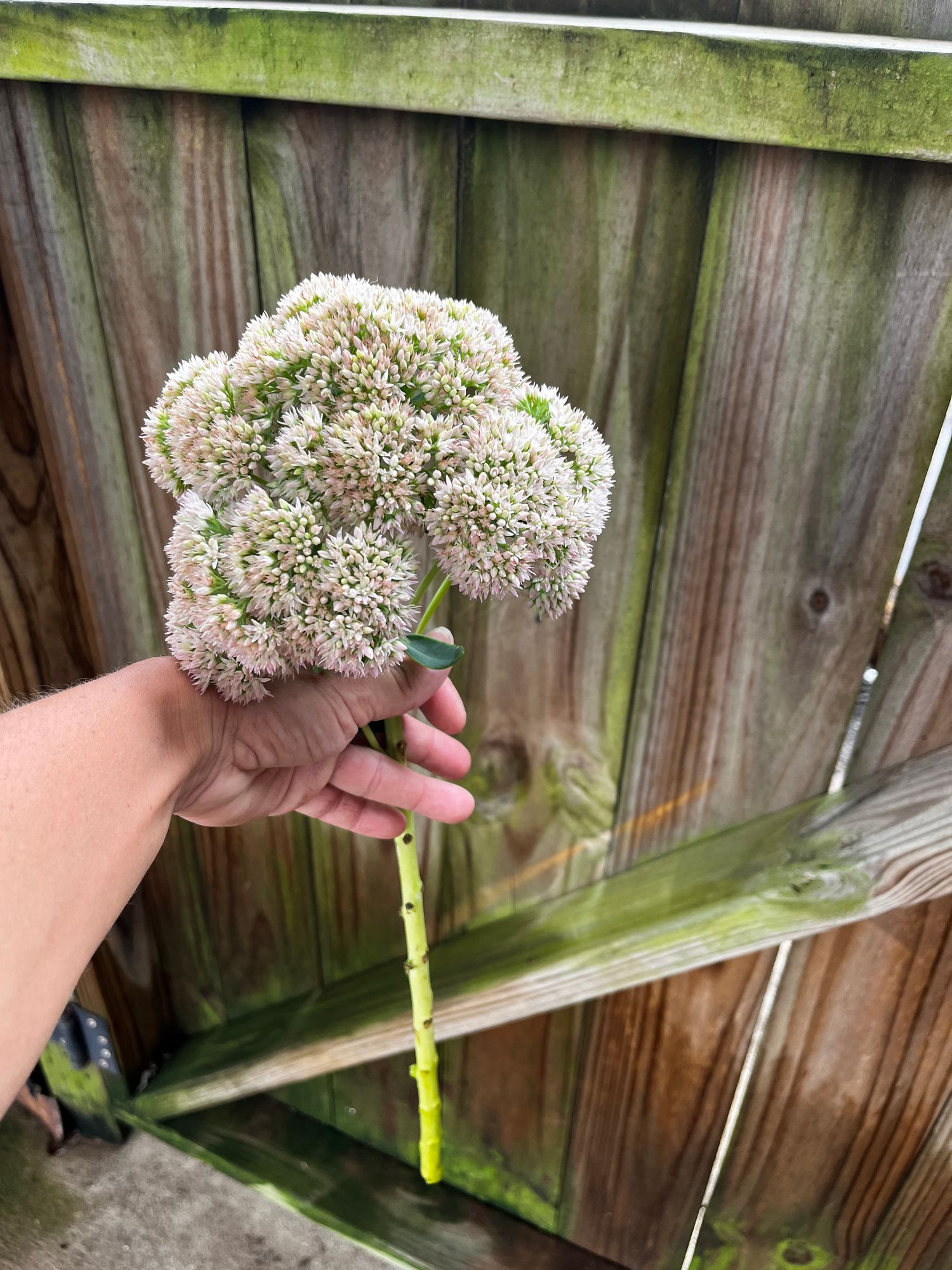 HYLOTELEPHIUM spectabile Autumn Joy