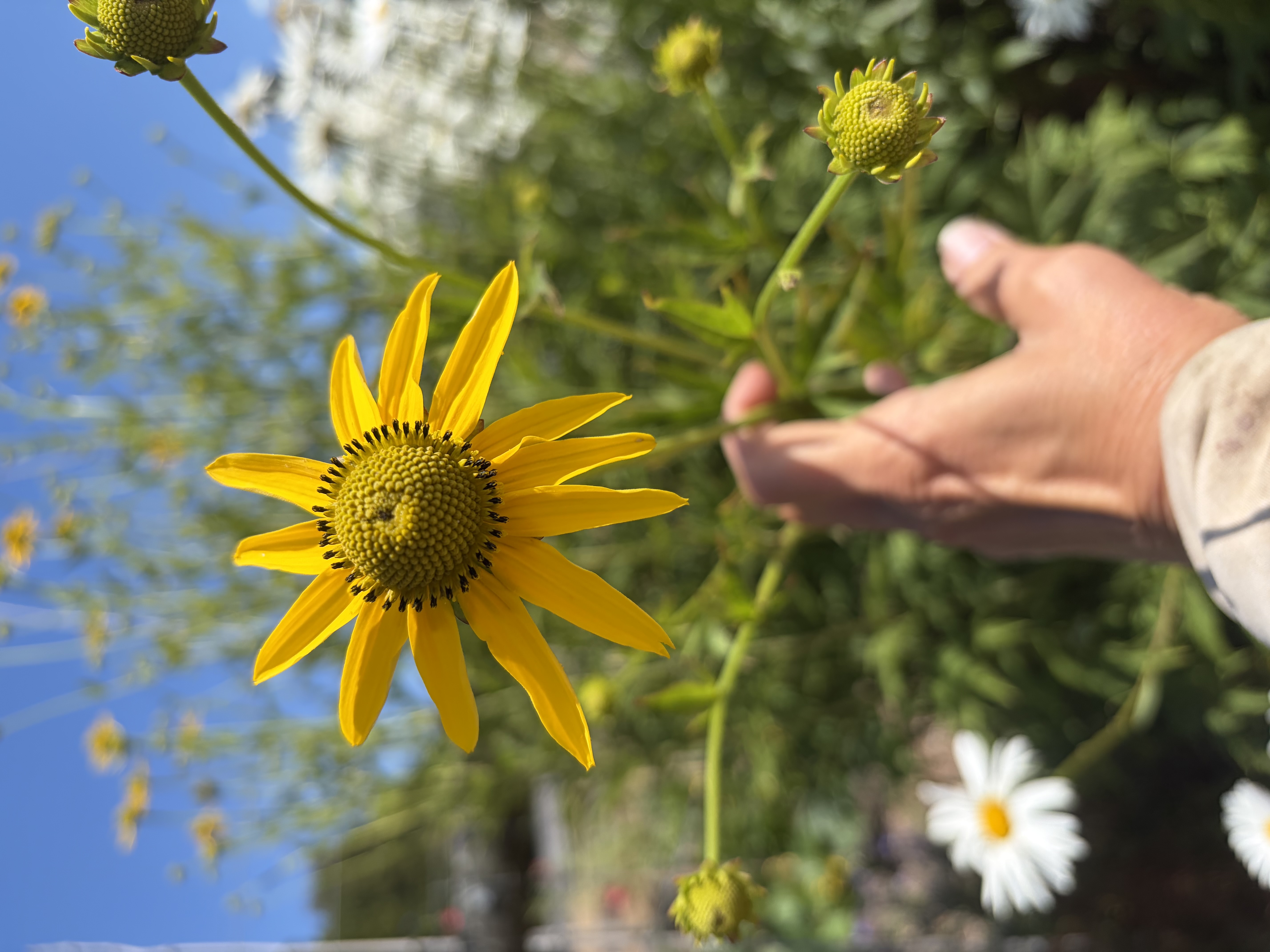 RUDBECKIA laciniata Autumn Sun