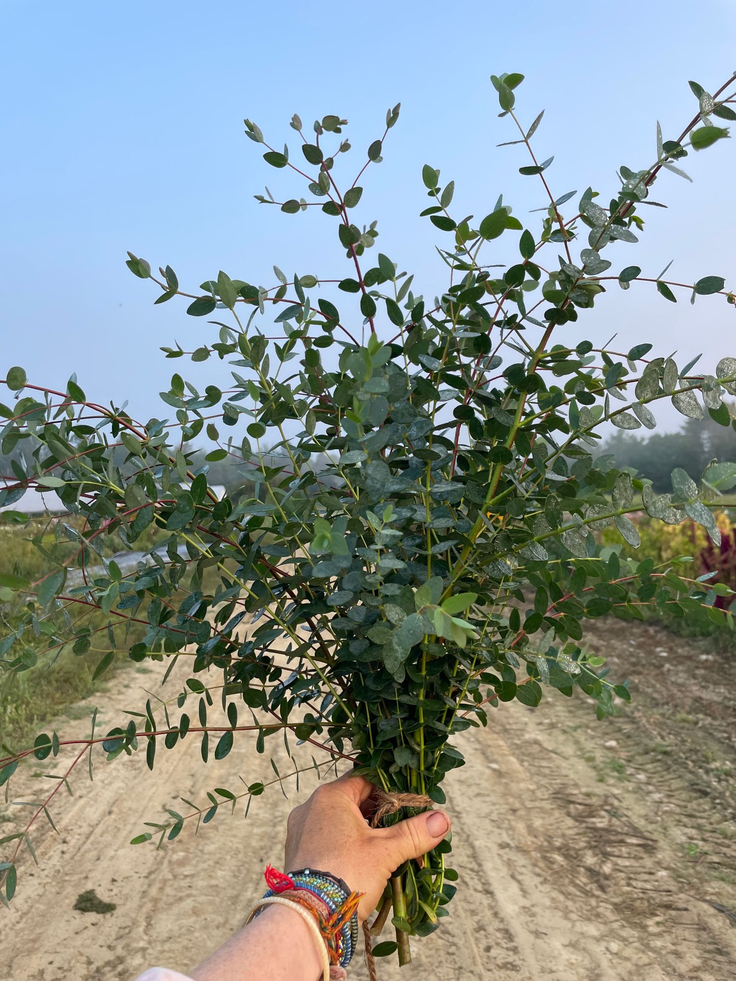 EUCALYPTUS parvula