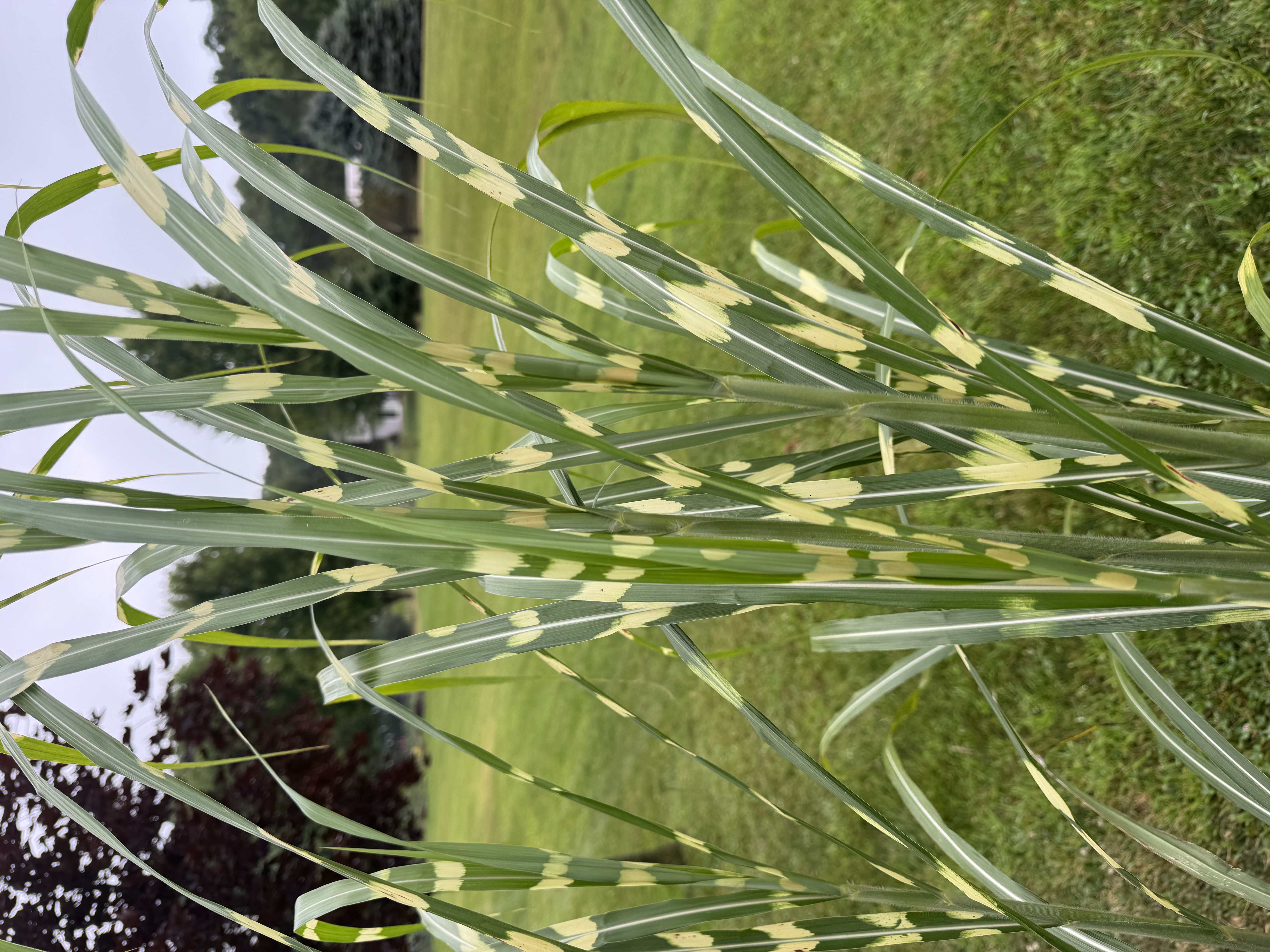 ORNAMENTAL GRASS