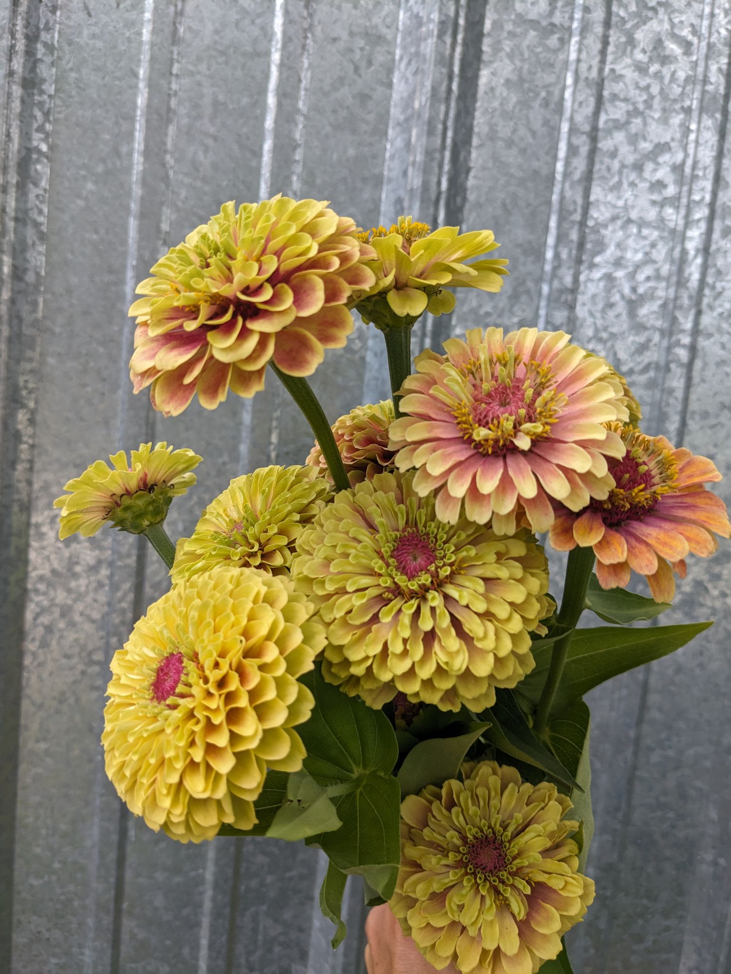 ZINNIA elegans Queen Lime Blush