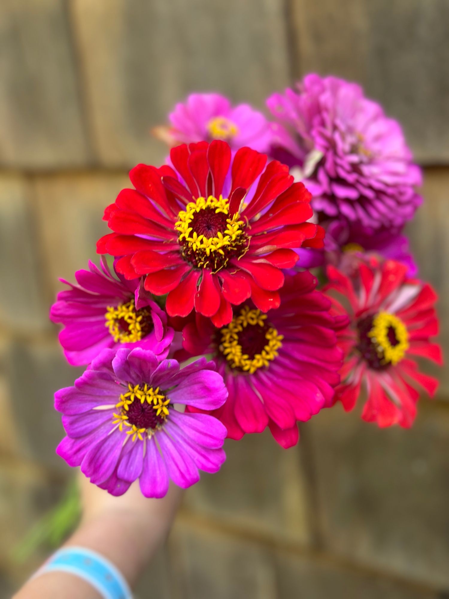 ZINNIA elegans Benarys Giant