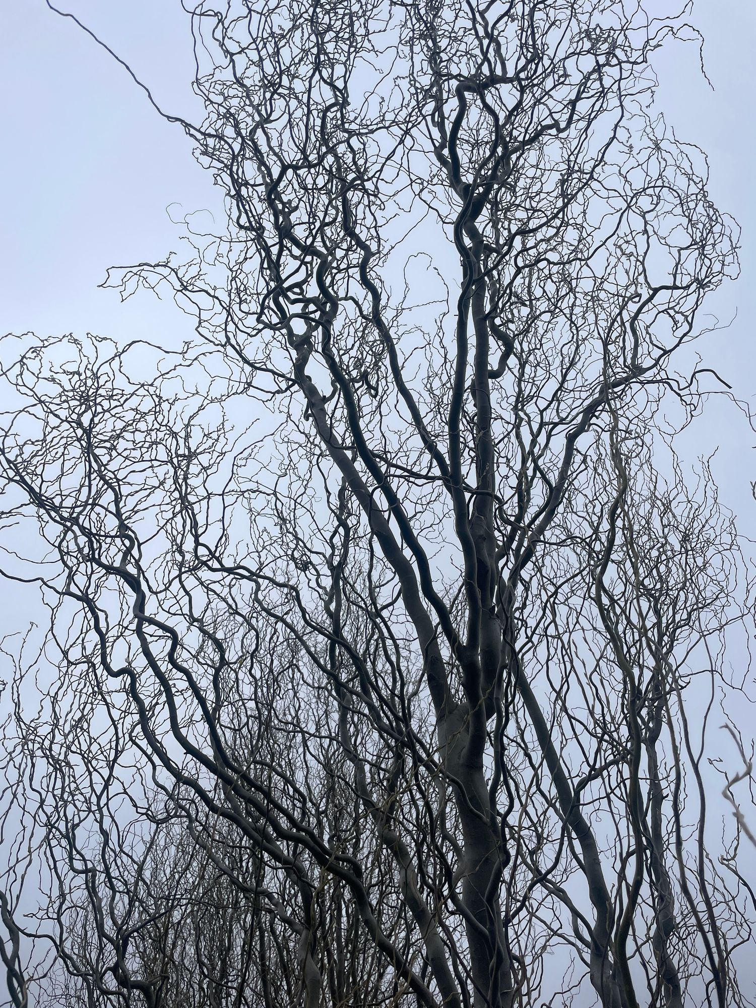 SALIX x Golden Curls