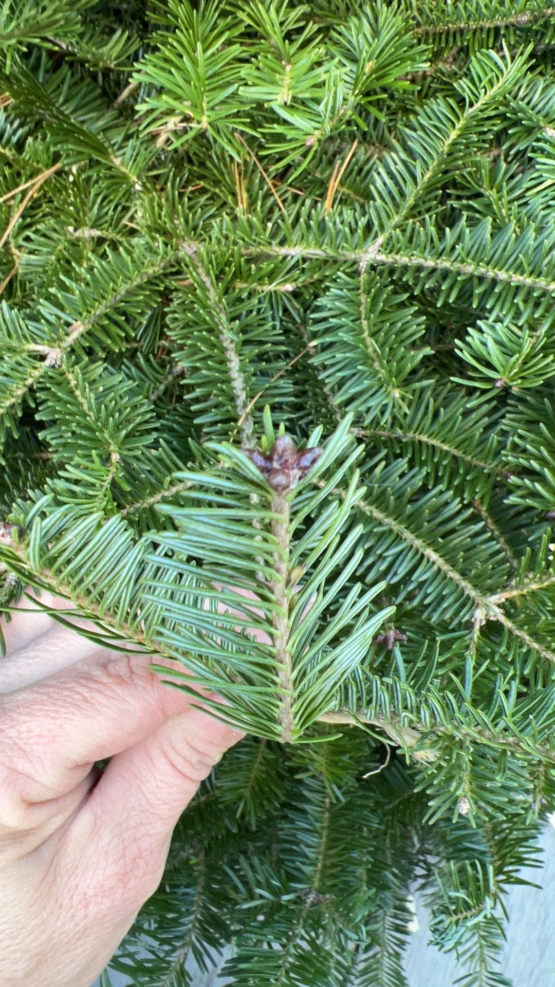 ABIES balsamea