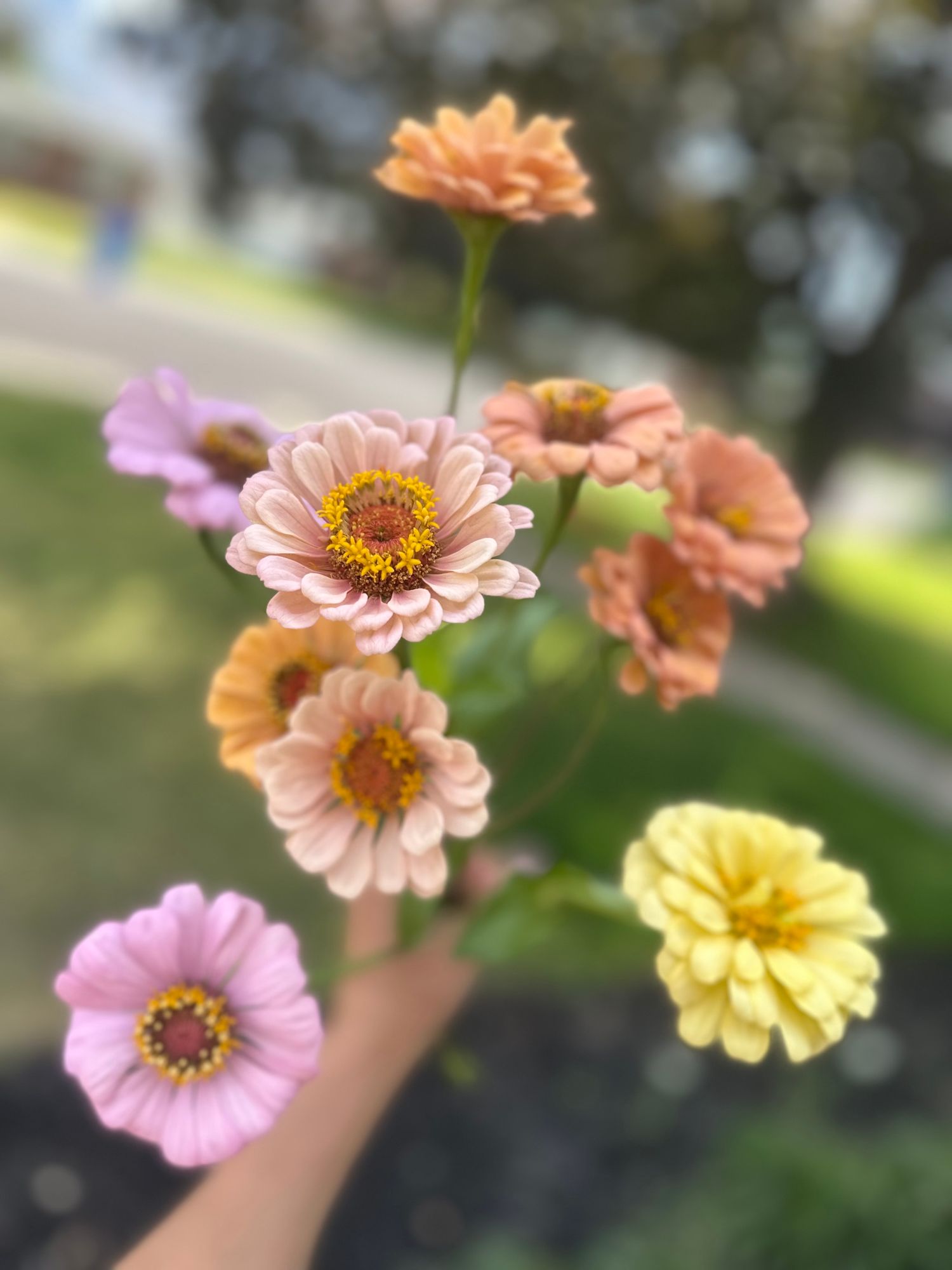 ZINNIA elegans Precious Metals