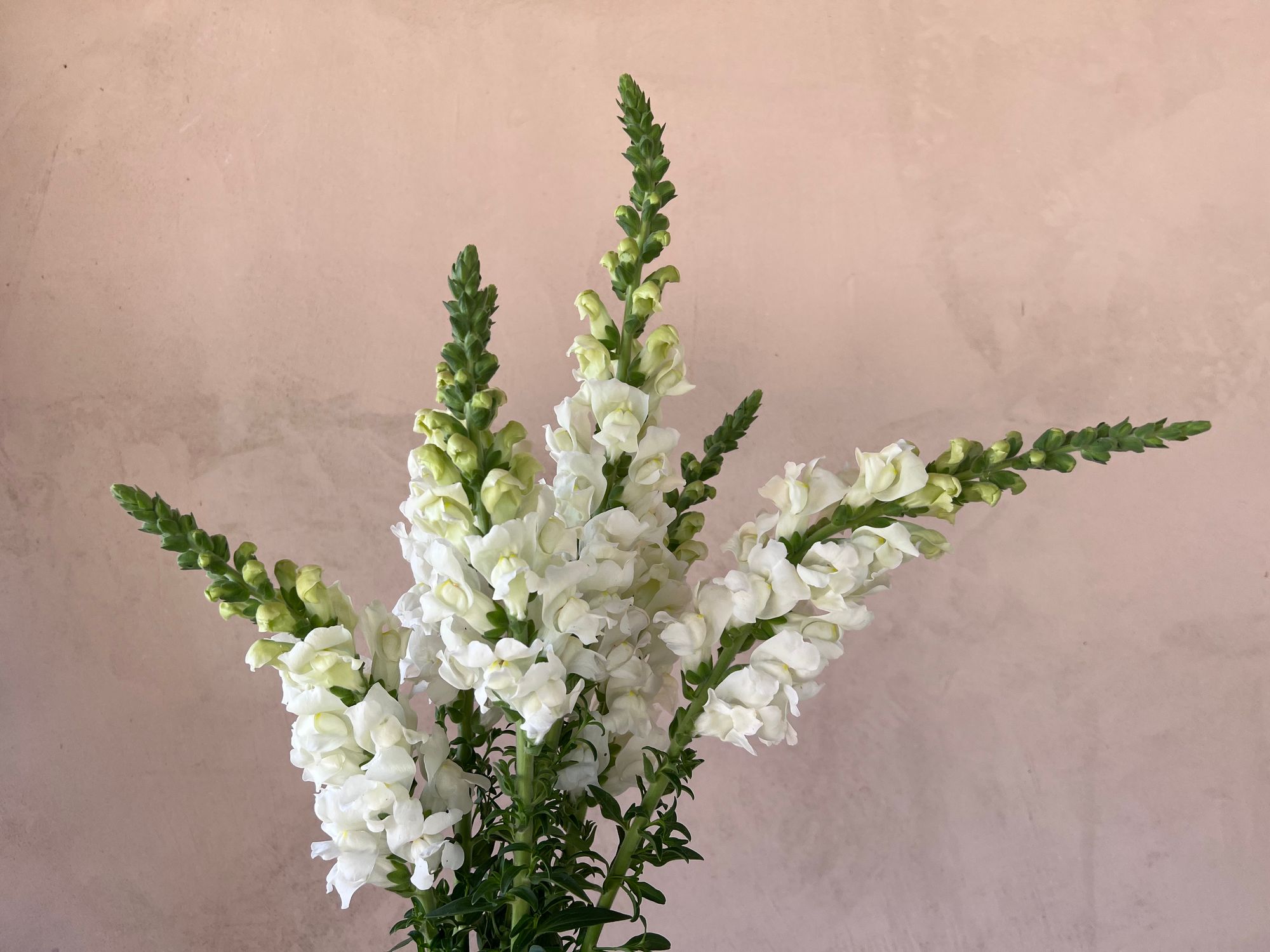 ANTIRRHINUM majus Potomac Ivory