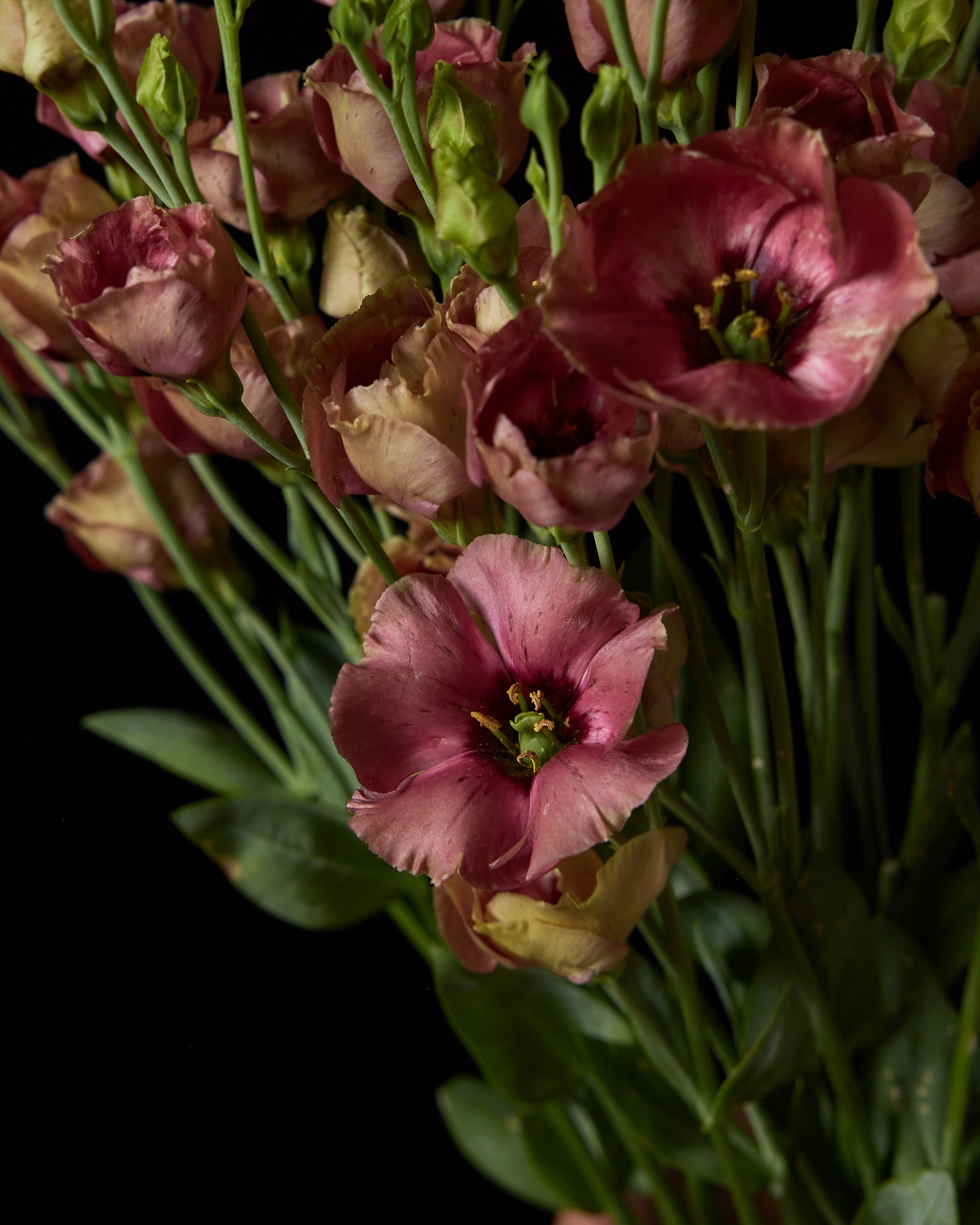 EUSTOMA grandiflorum Pucchino Choco