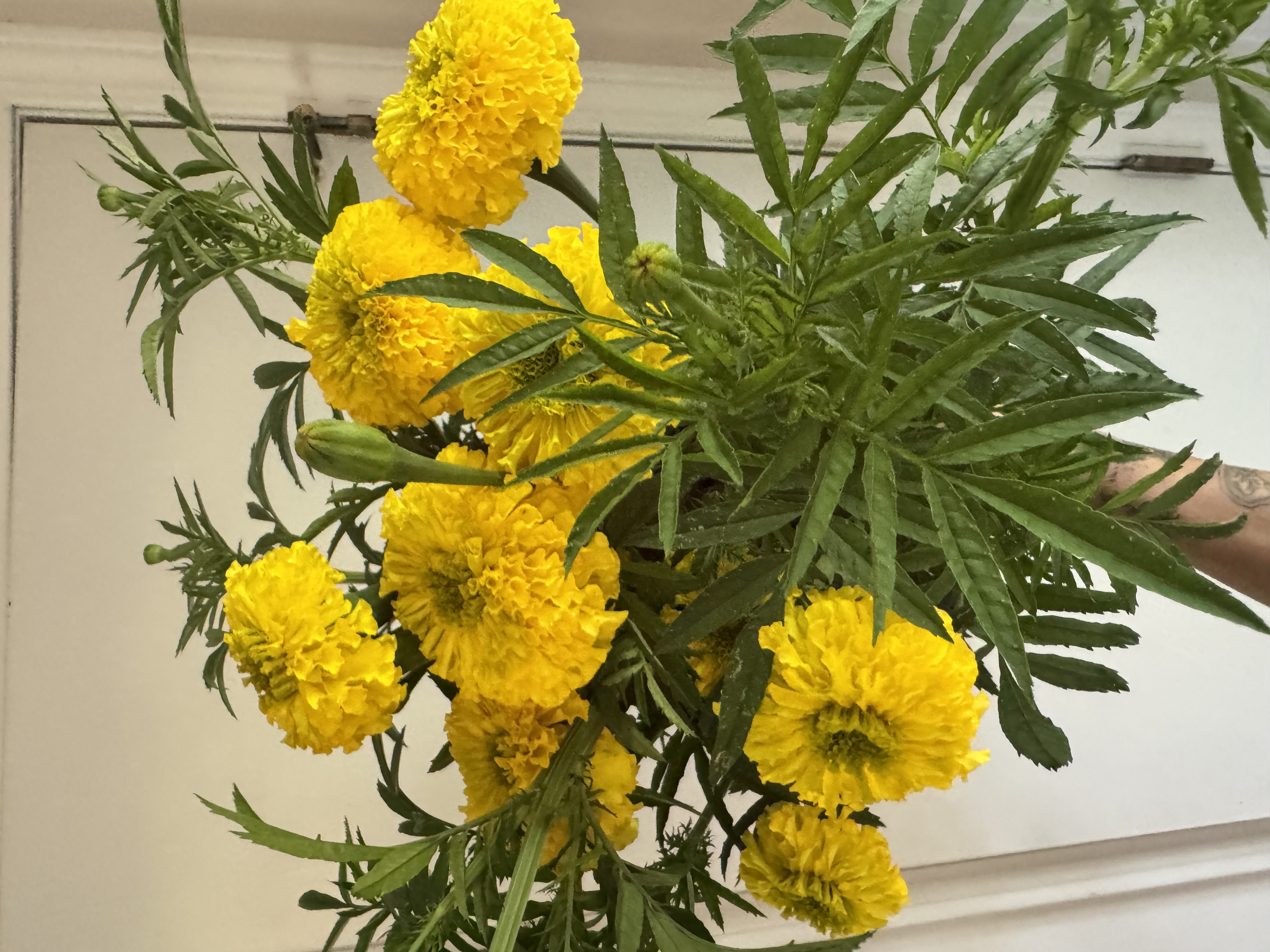 TAGETES erecta Chedi Yellow