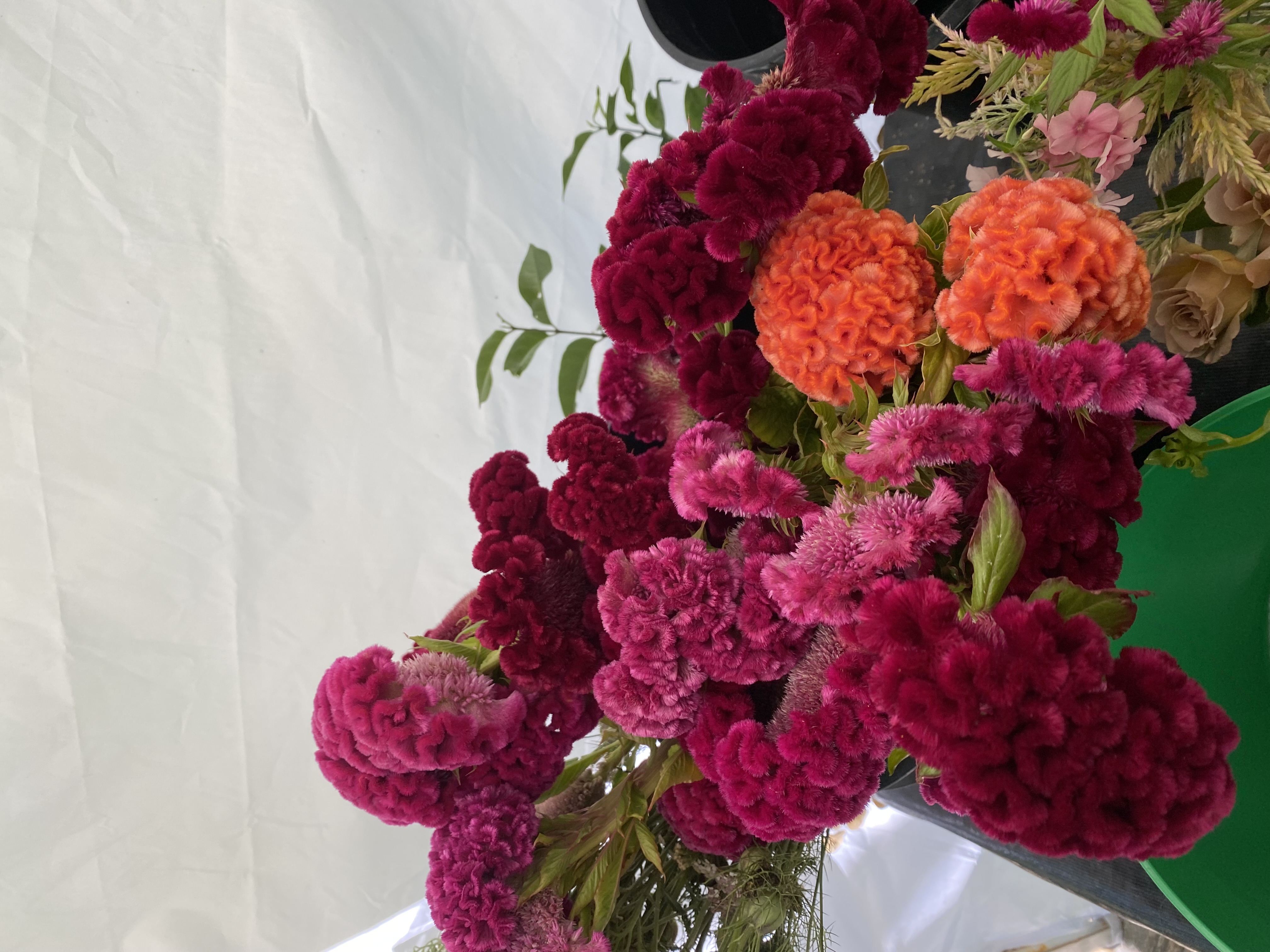 CELOSIA argentea var. cristata