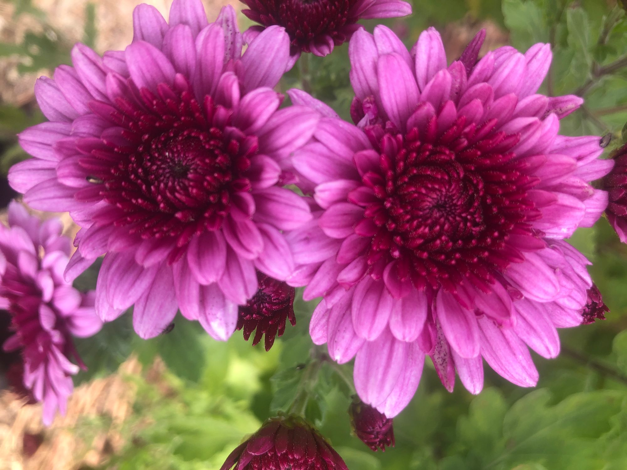 CHRYSANTHEMUM