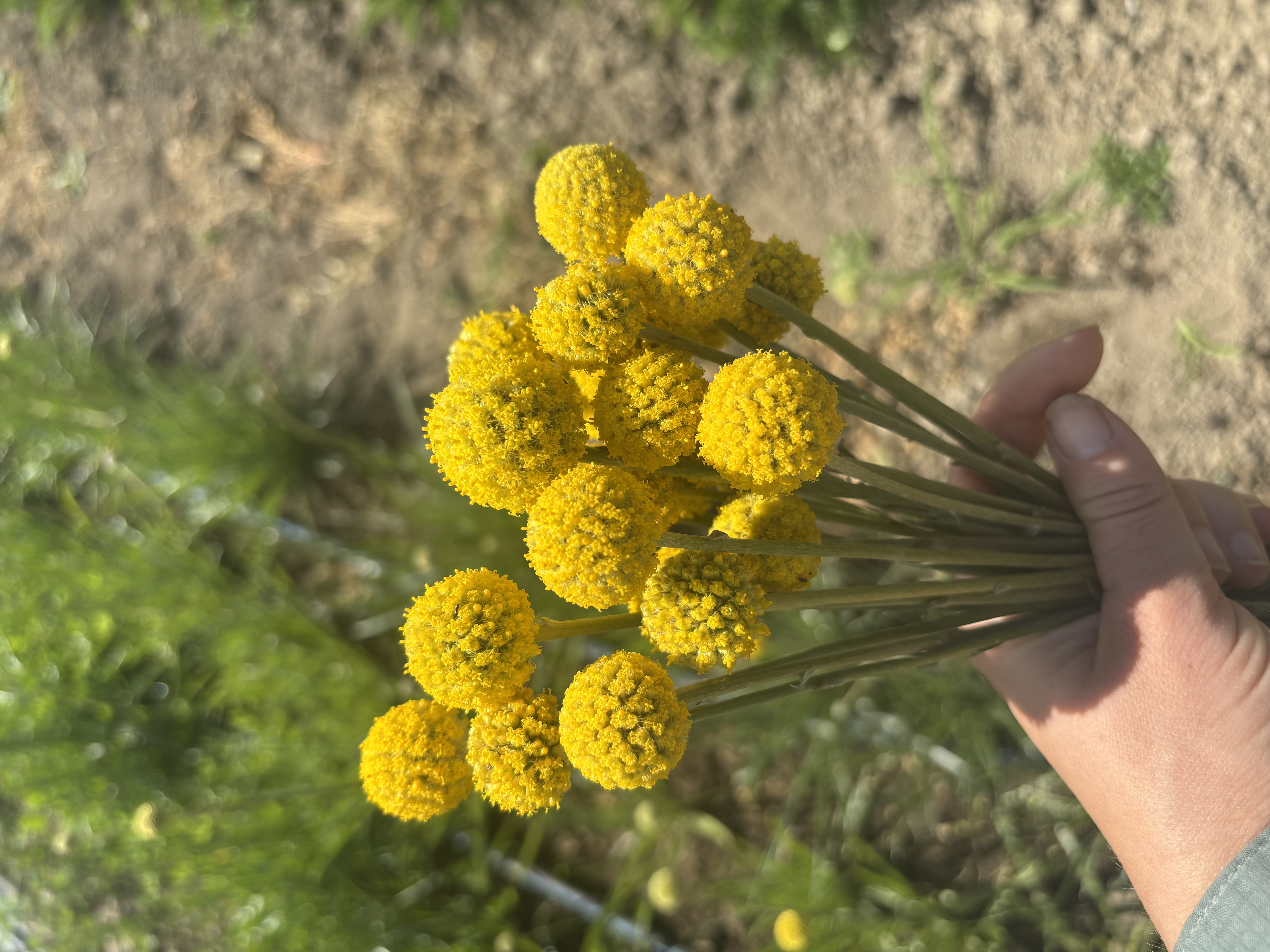 CRASPEDIA globosa Sun Ball