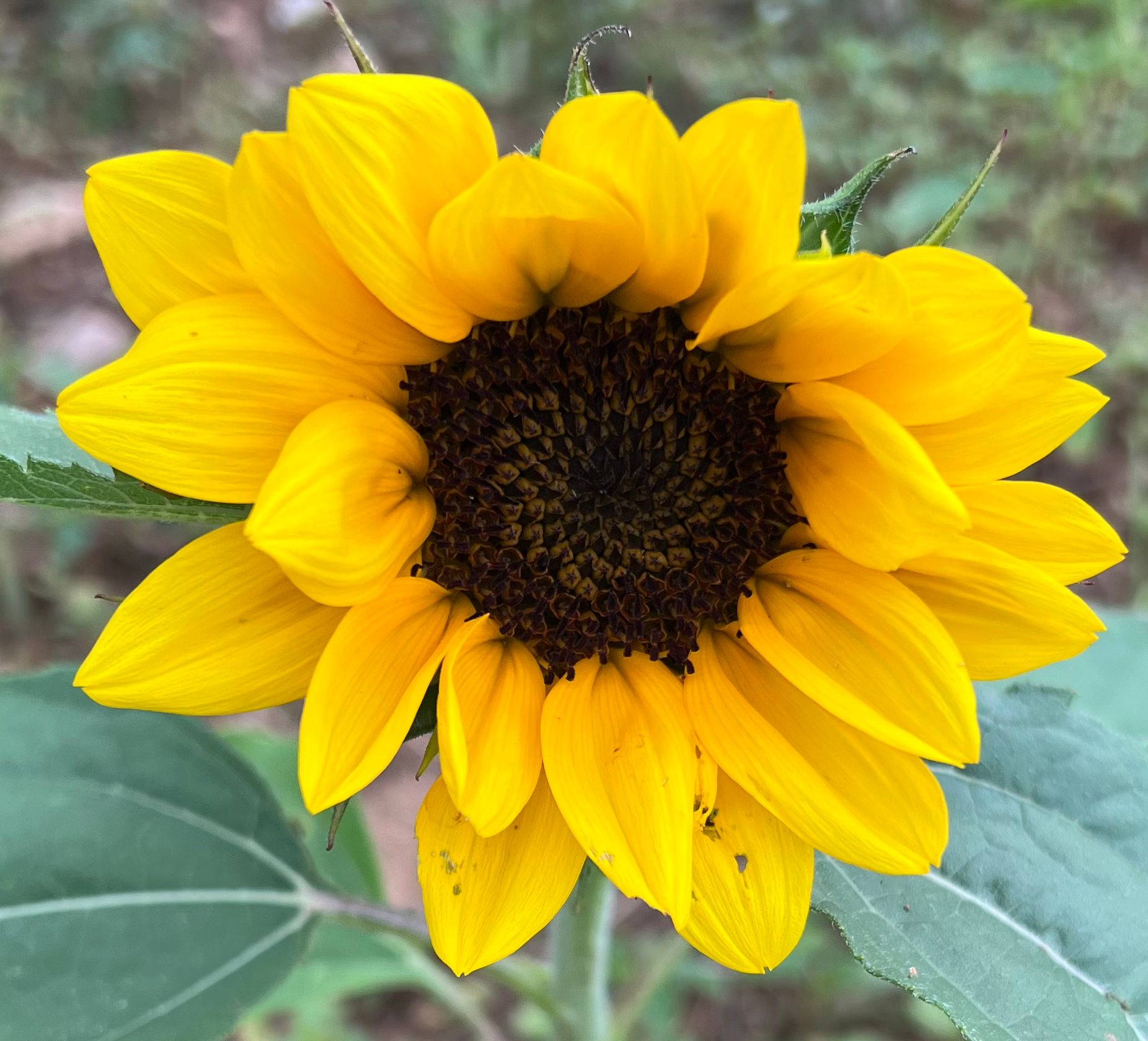 HELIANTHUS annuus ProCut