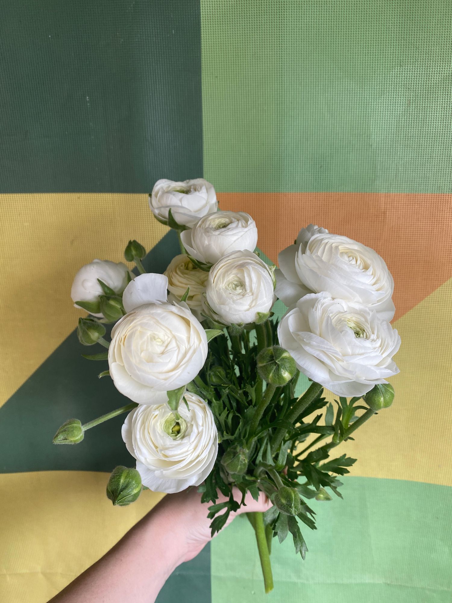 RANUNCULUS Elegance Bianco