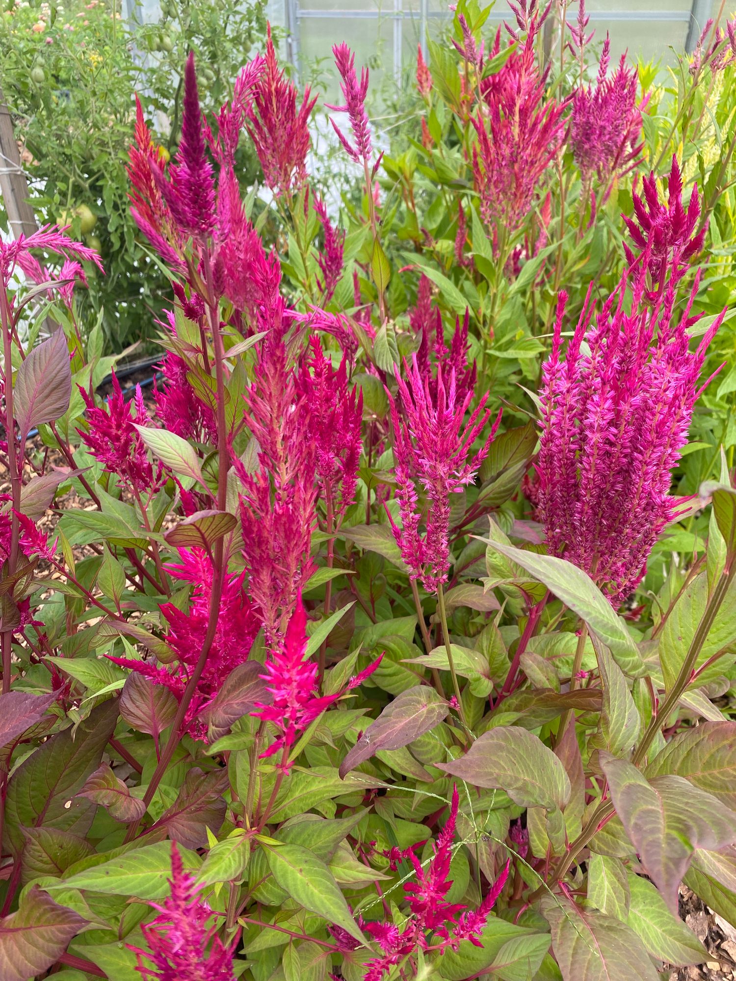 CELOSIA argentea var. plumosa Pampas Plume
