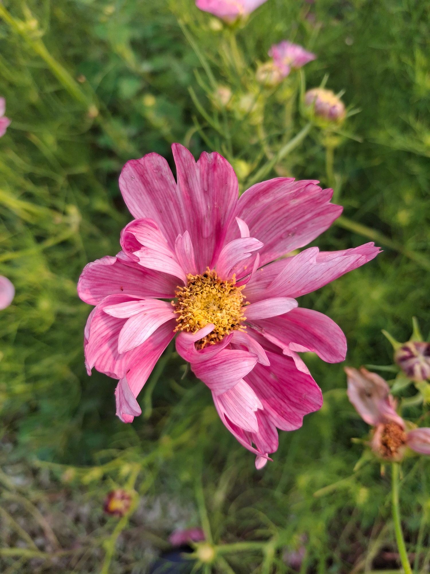 COSMOS bipinnatus Rosetta