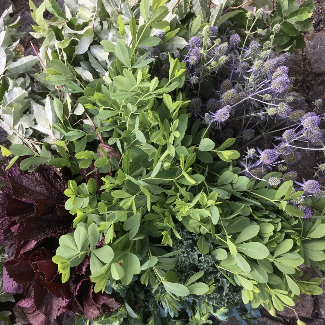 BAPTISIA australis