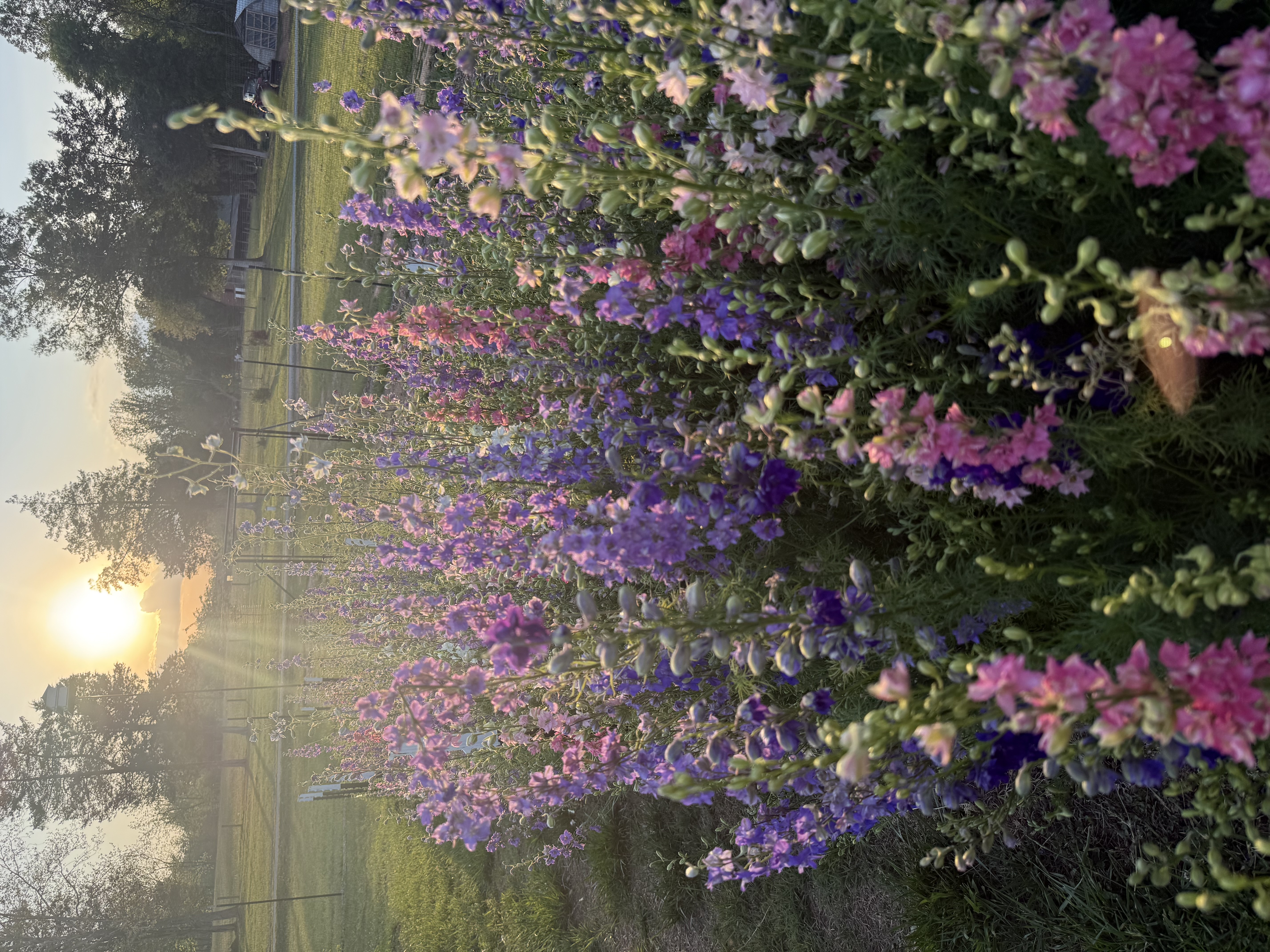 Ryan Flower Farm Banner
