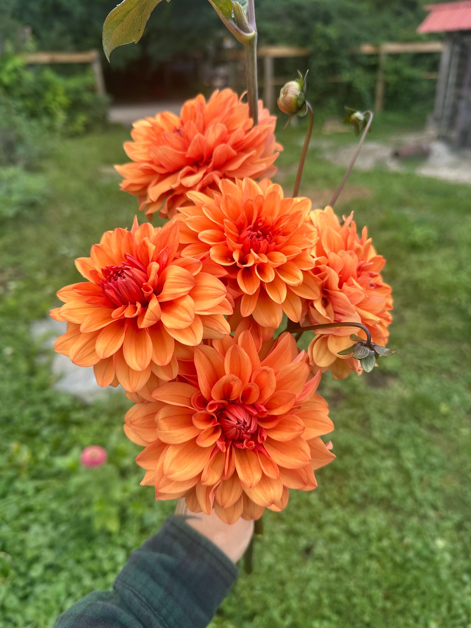 DAHLIA David Howard