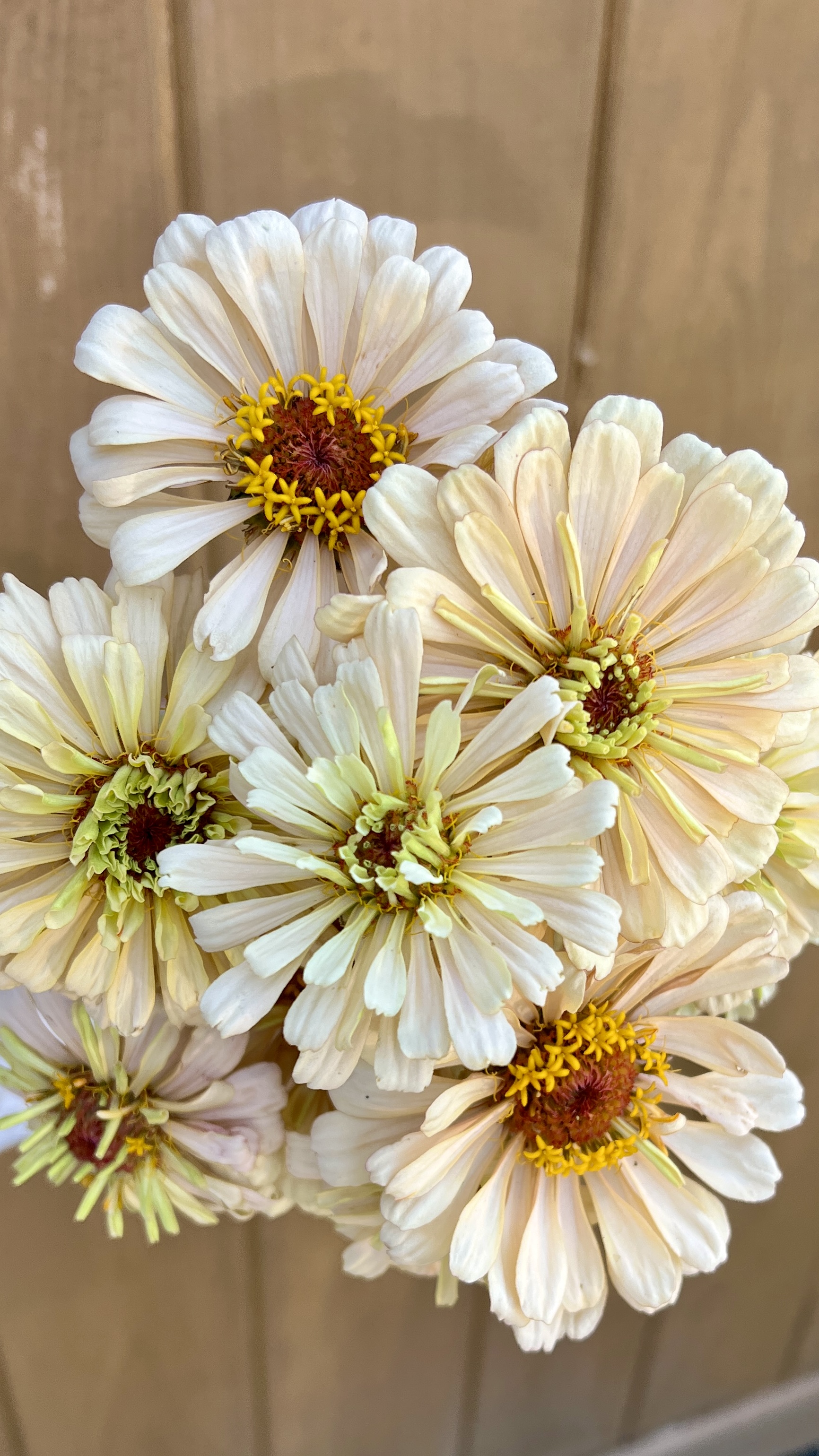 ZINNIA elegans Linen