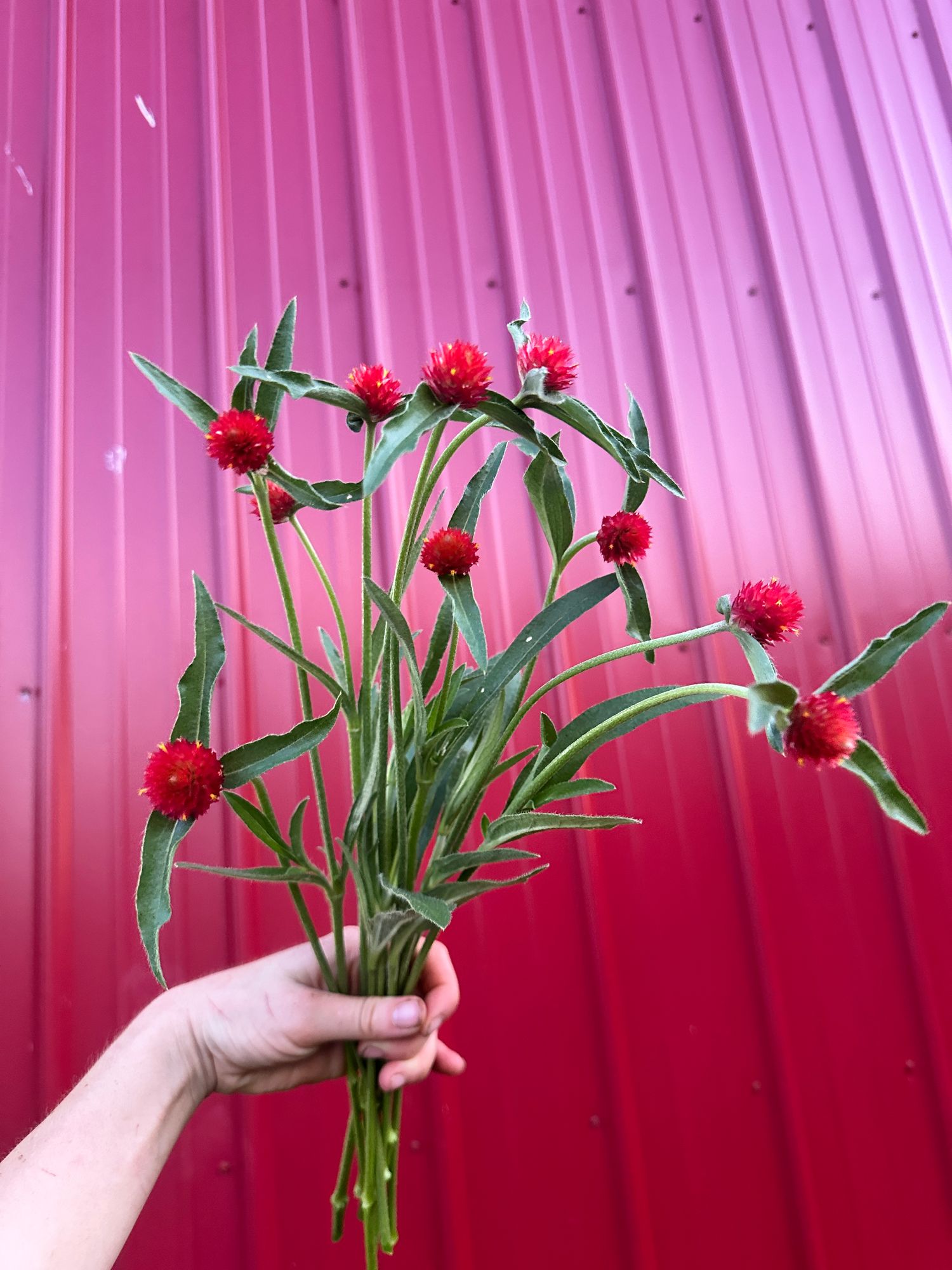 GOMPHRENA haageana Strawberry Fields