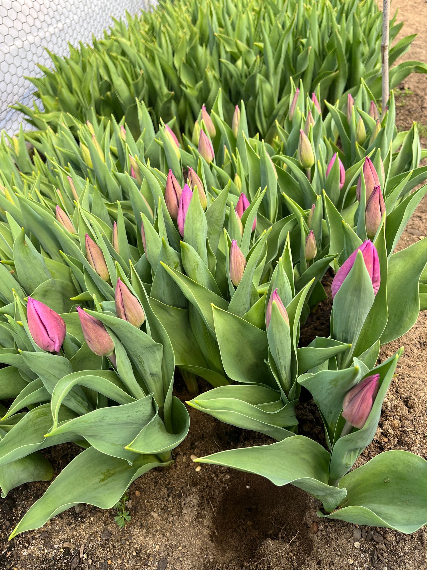 TULIPA Purple Pride
