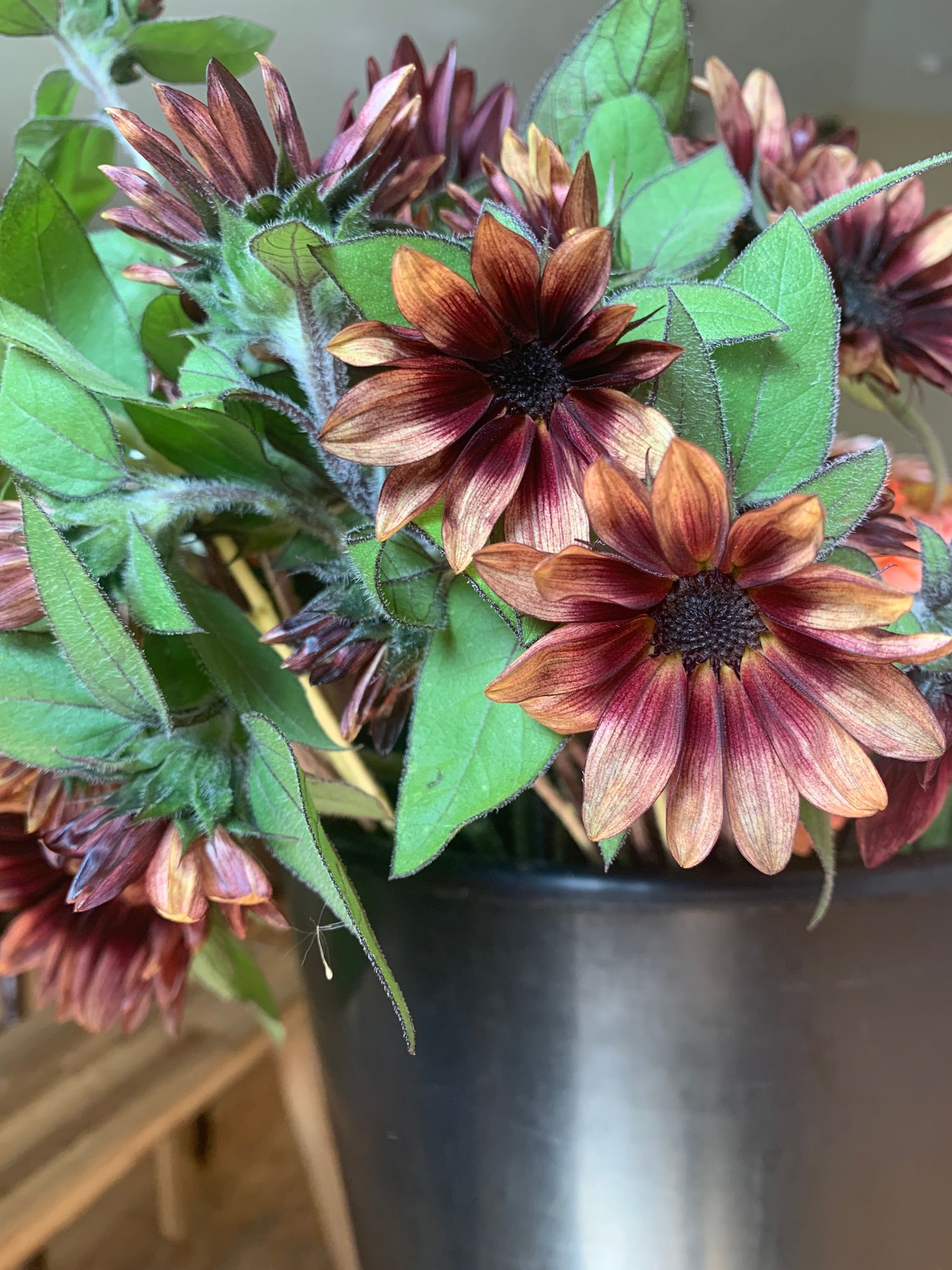 HELIANTHUS annuus ProCut Red