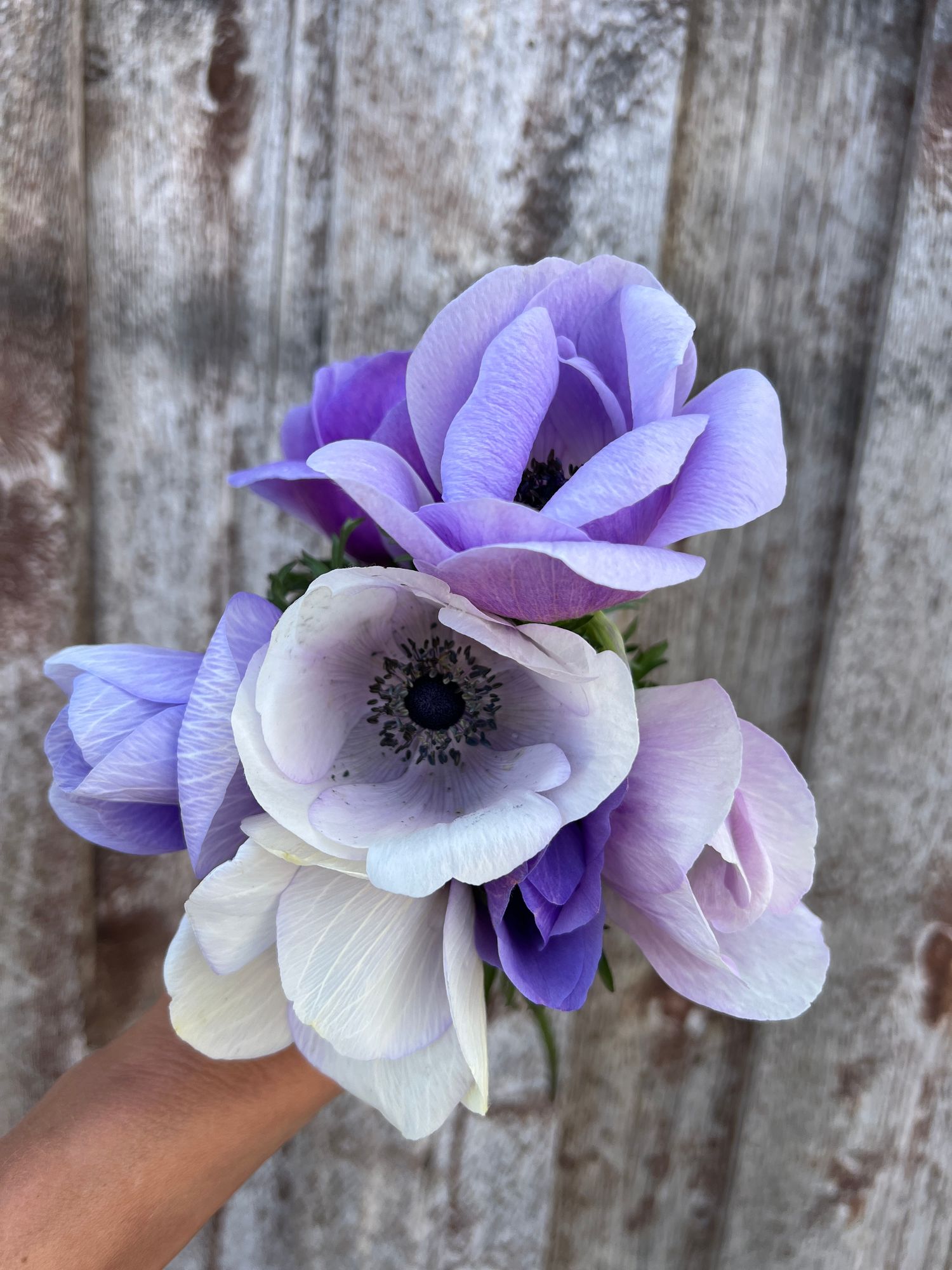 ANEMONE coronaria Pastel Blue