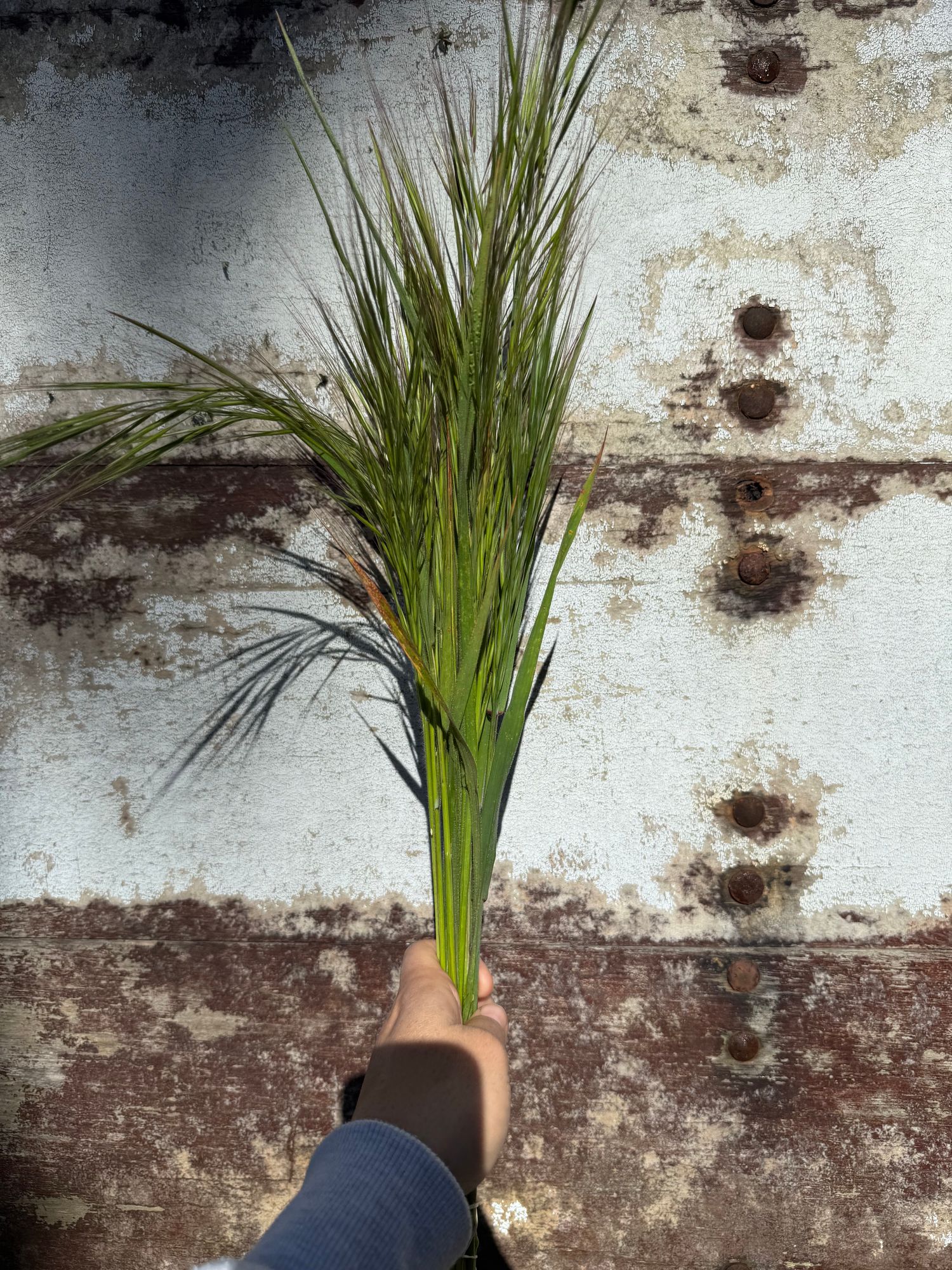 ORNAMENTAL GRASS