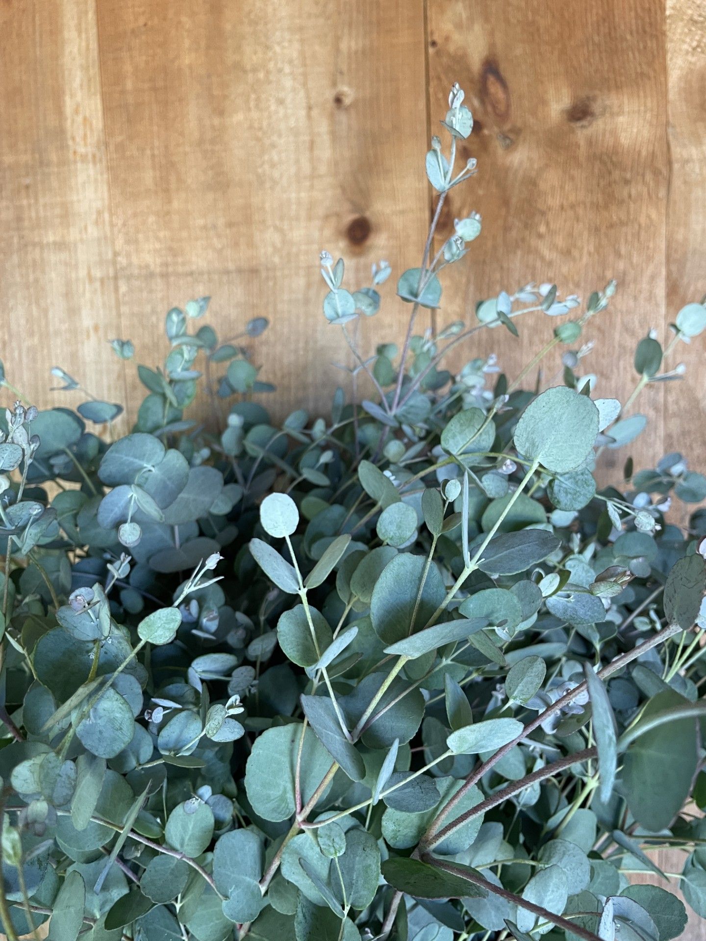EUCALYPTUS
