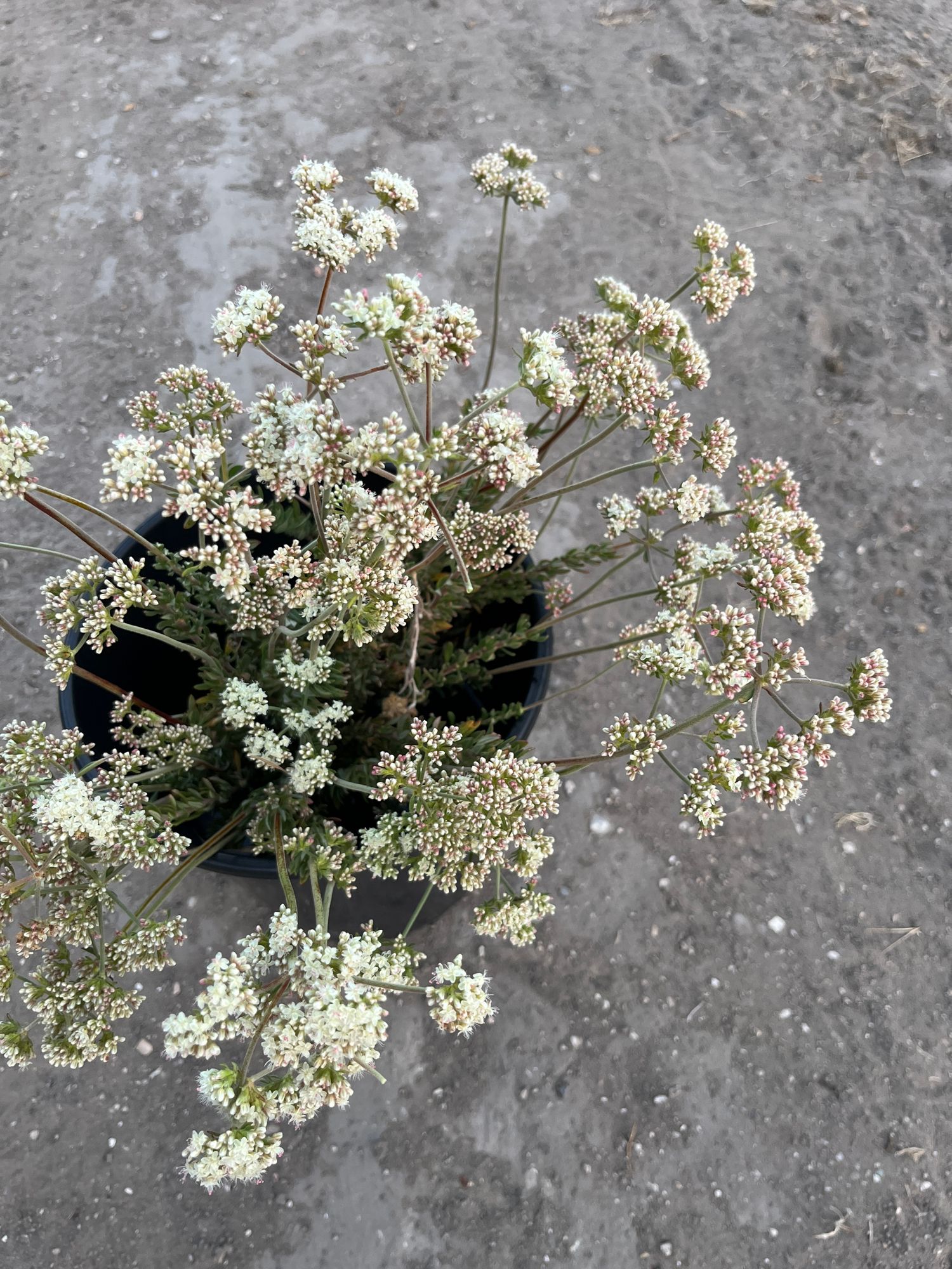 ERIOGONUM fasciculatum Warriner Lytle