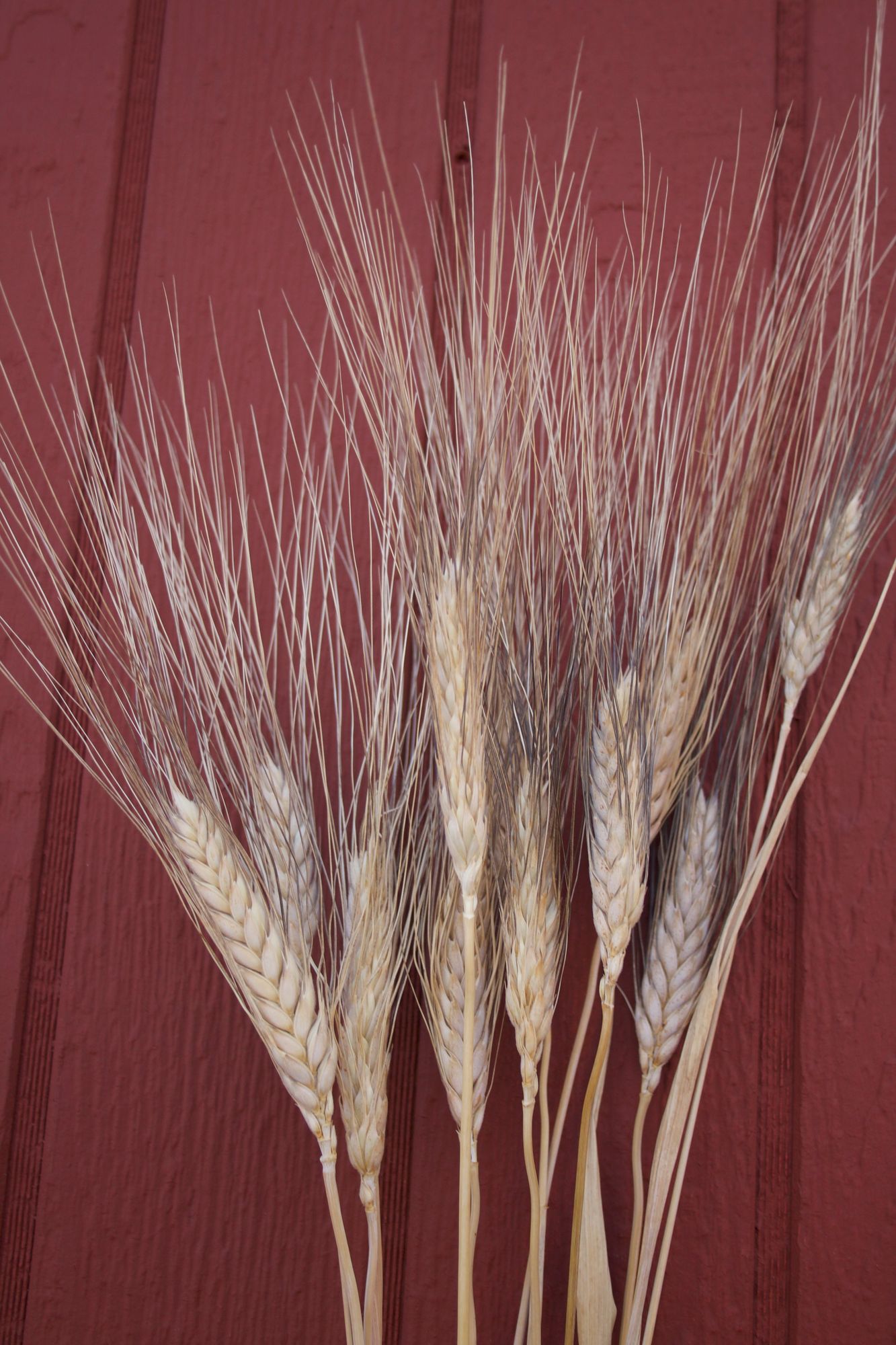 TRITICUM durum