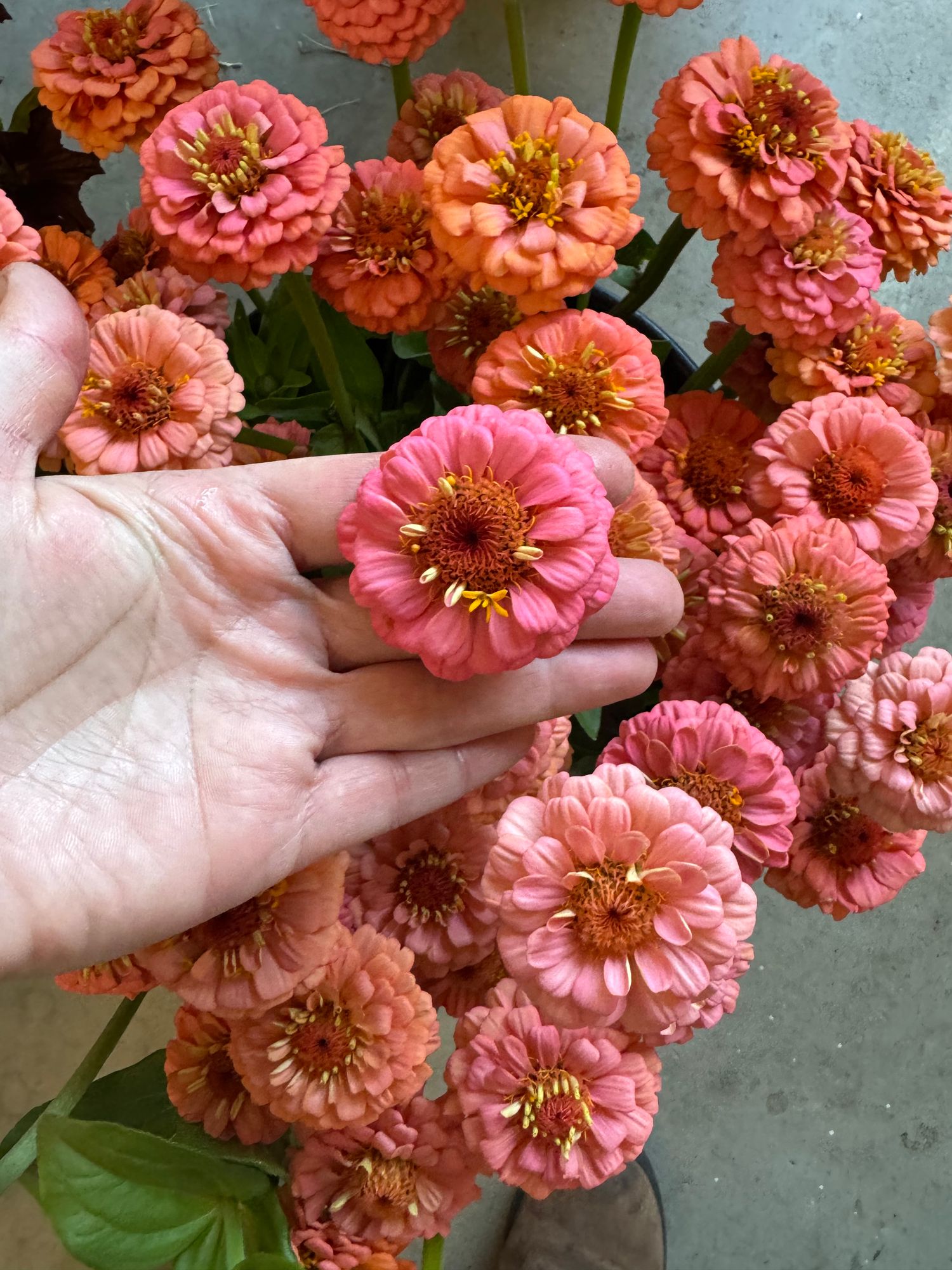 ZINNIA elegans Oklahoma Salmon