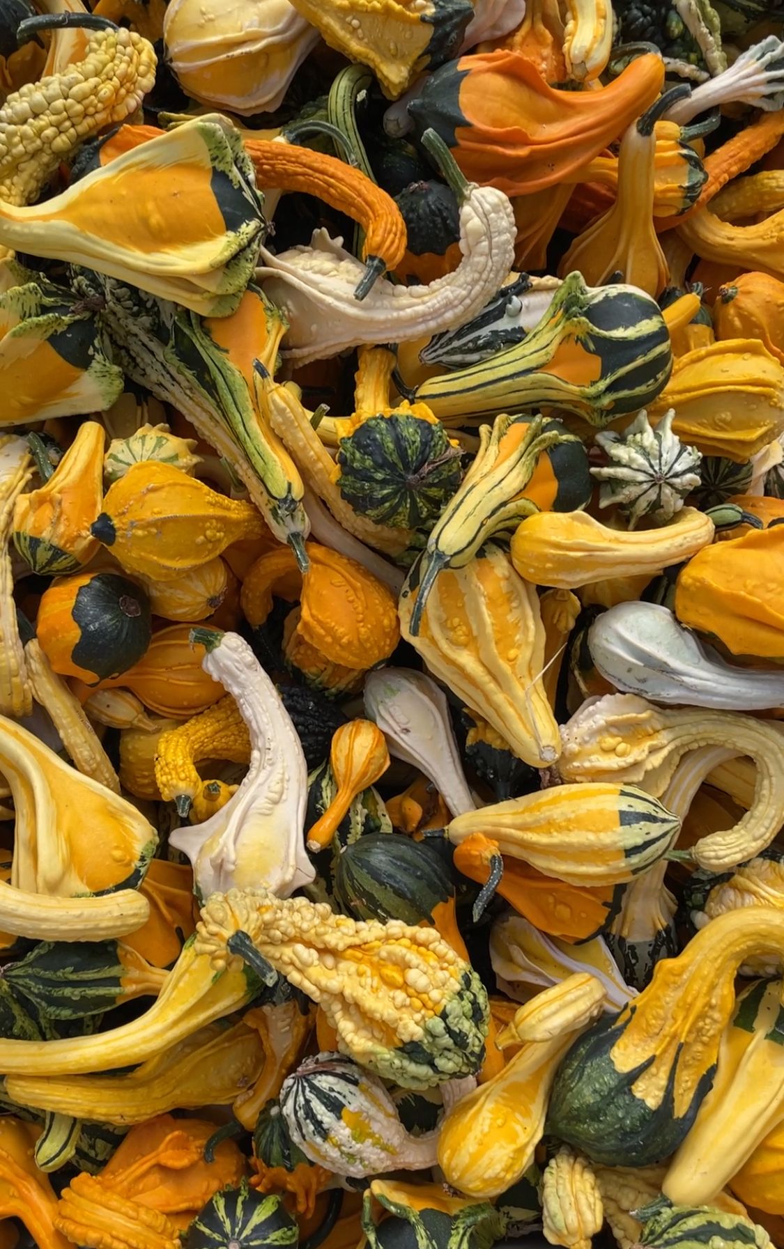 CUCURBITA