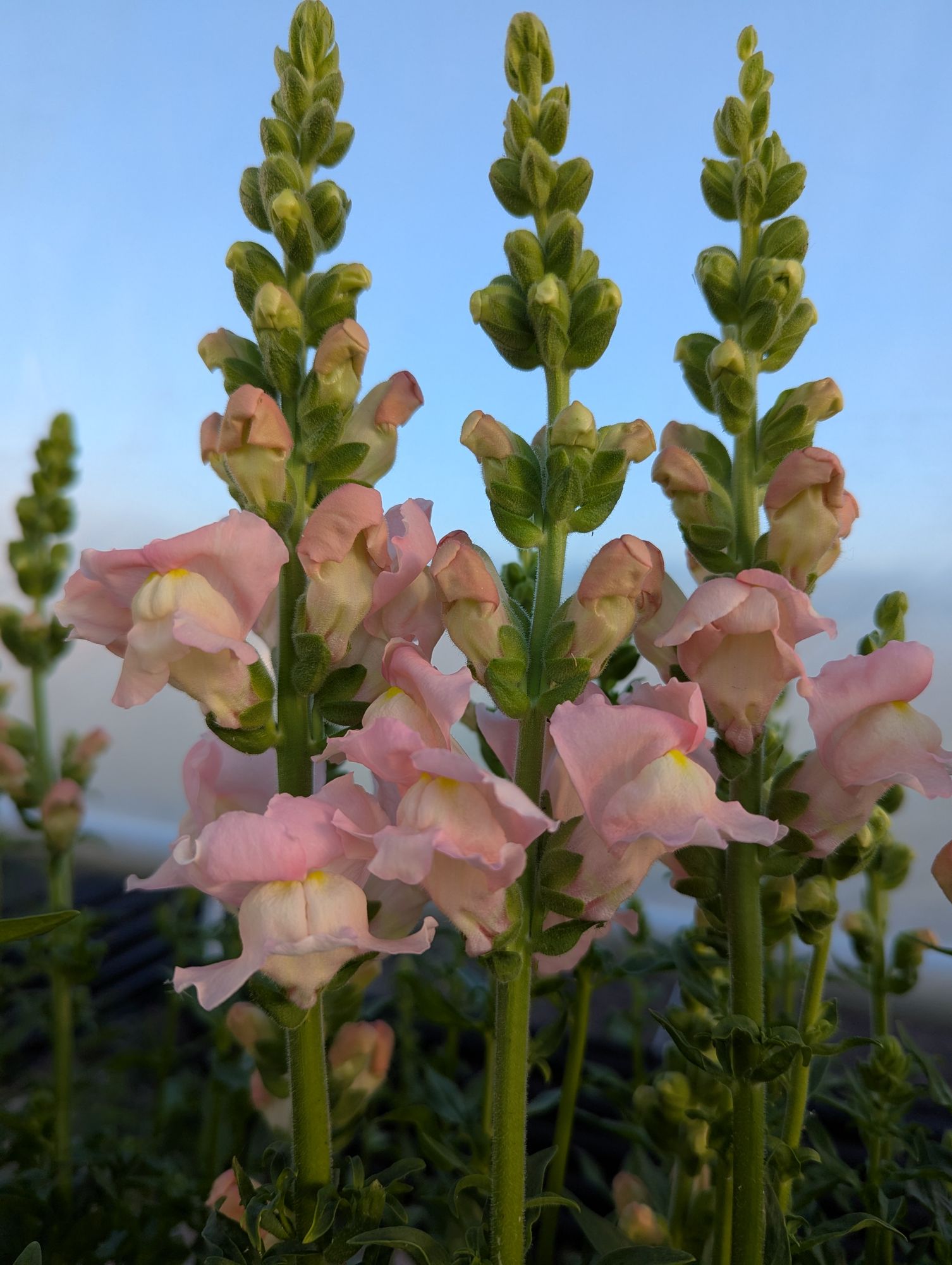 ANTIRRHINUM majus Opus