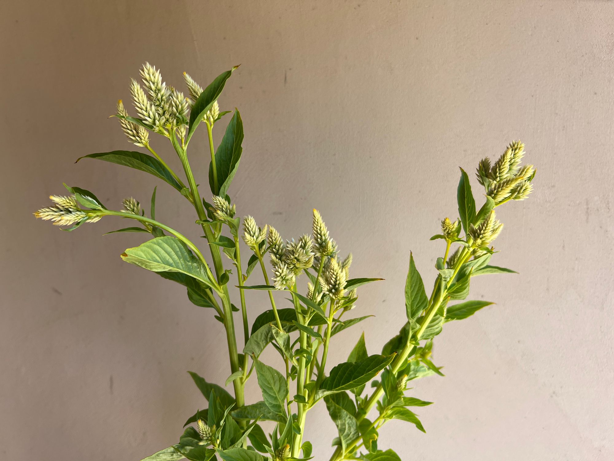 CELOSIA argentea spicata Celway White