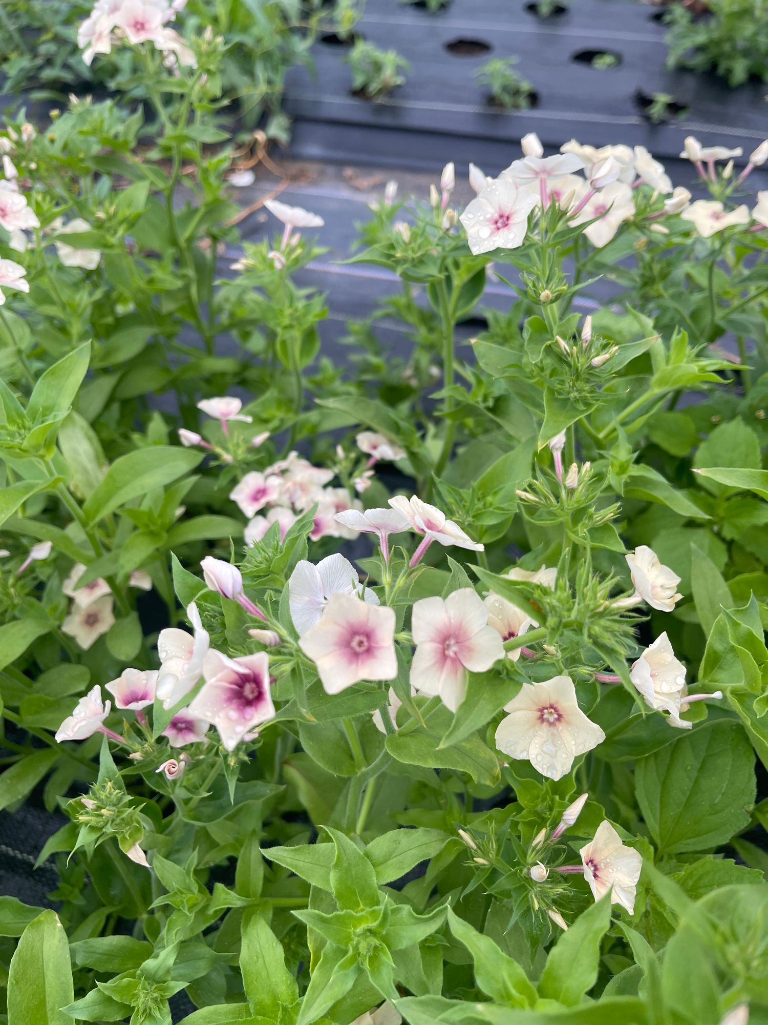 PHLOX drummondii Cherry Caramel