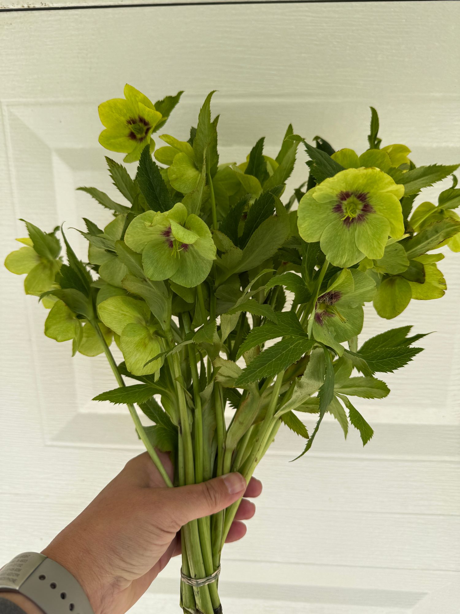 HELLEBORUS x hybridus