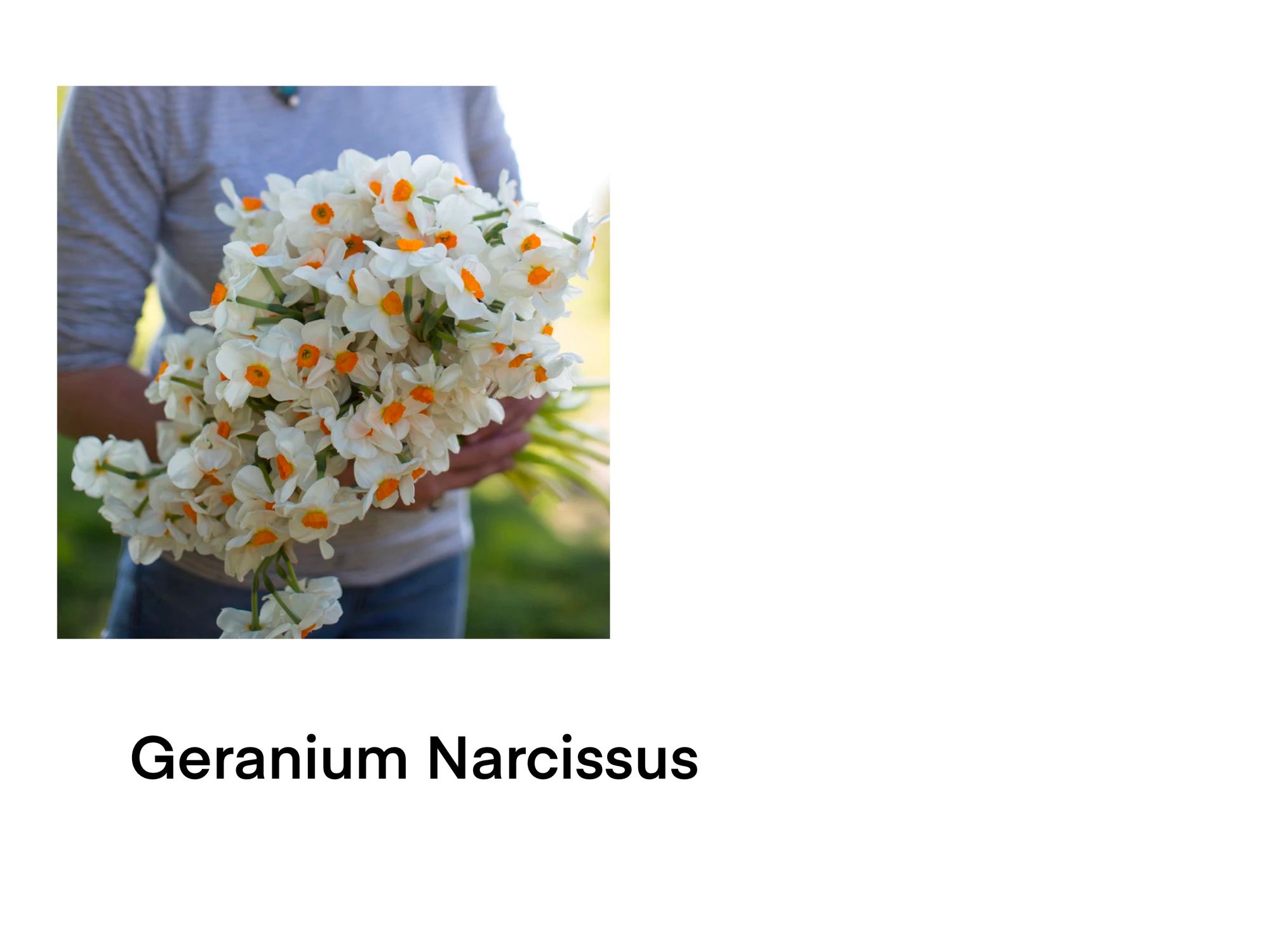 NARCISSUS Geranium
