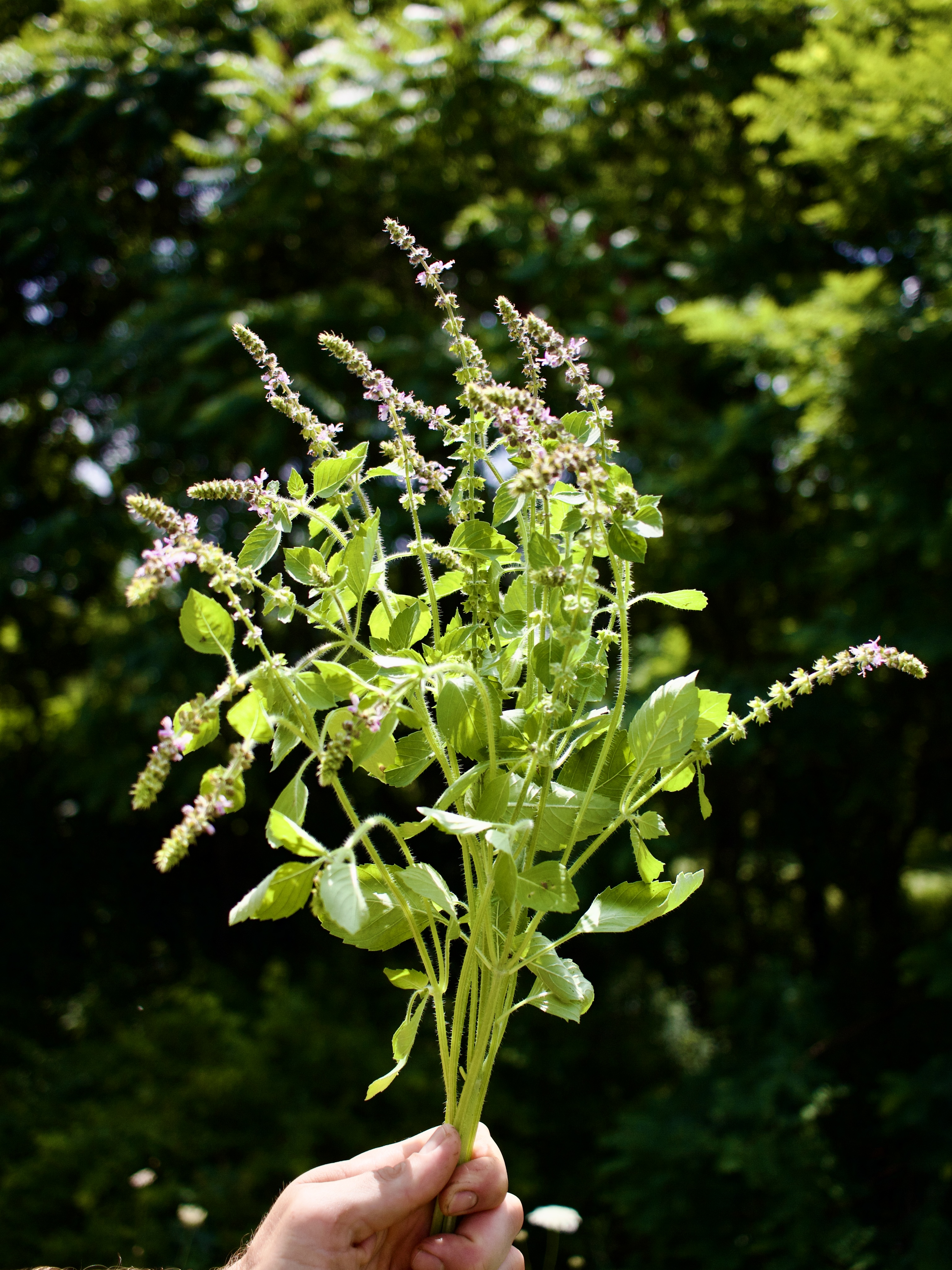 OCIMUM gratissimum Vana