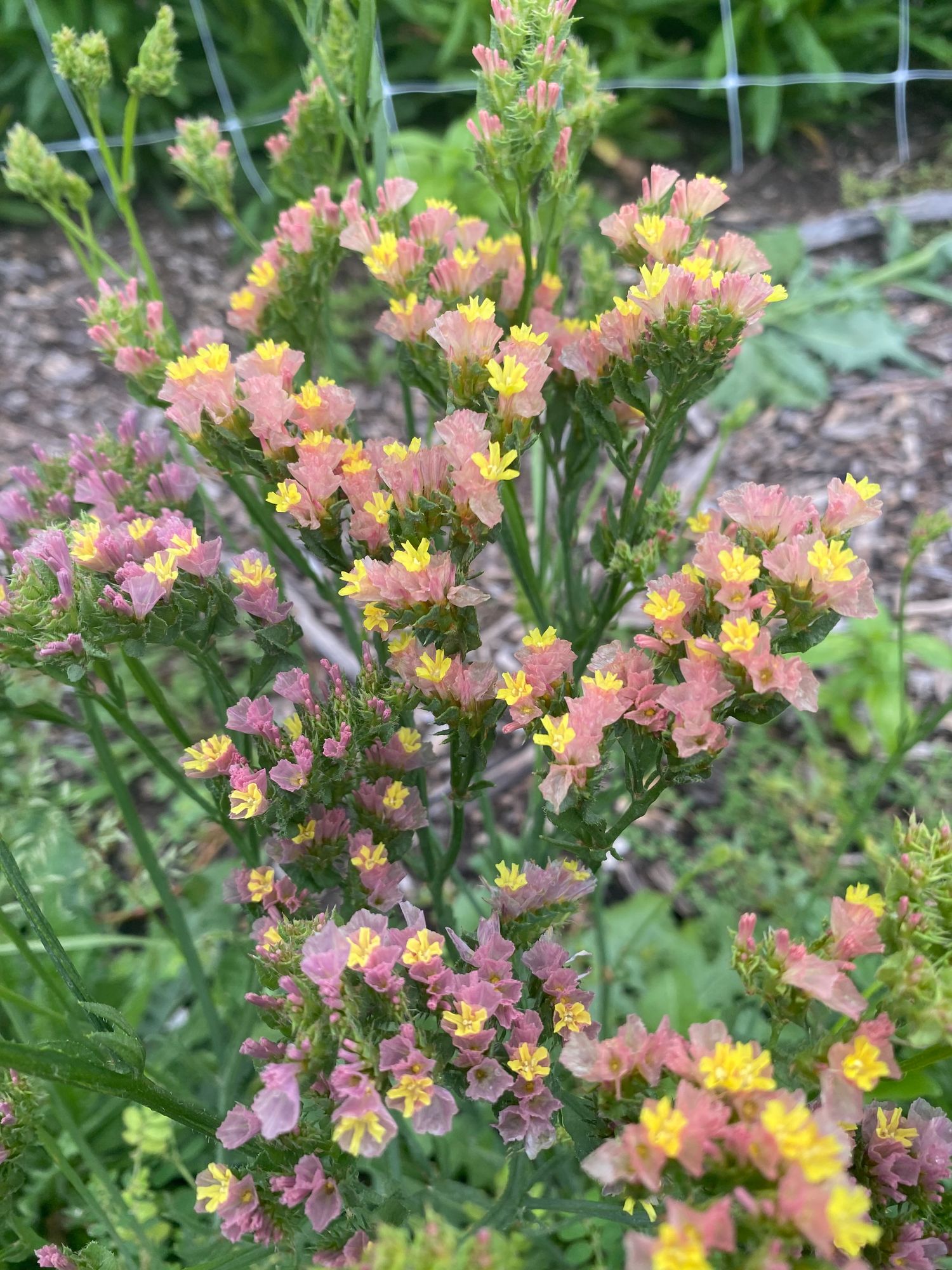 LIMONIUM sinuatum Seeker