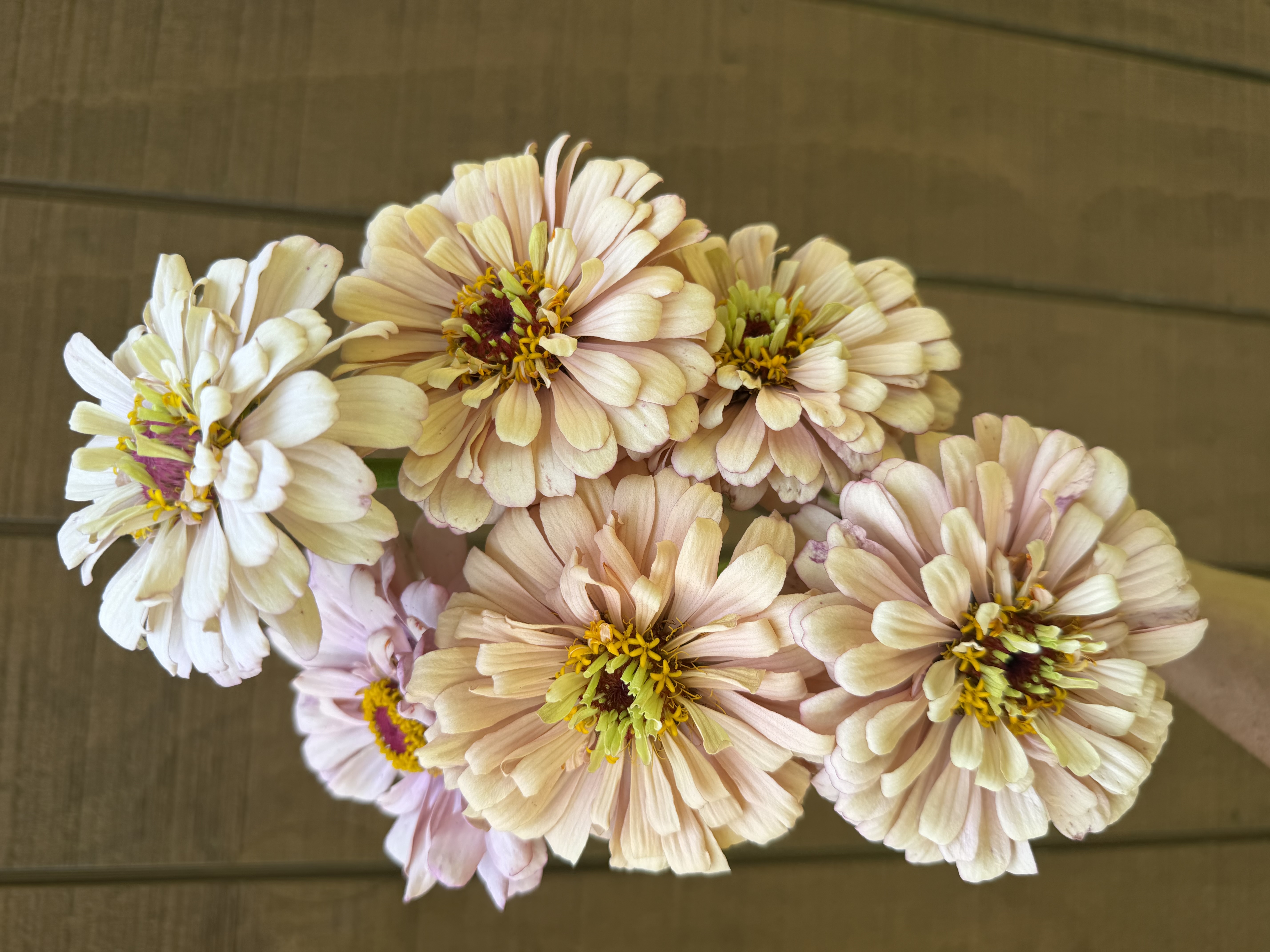 ZINNIA elegans Ballerina