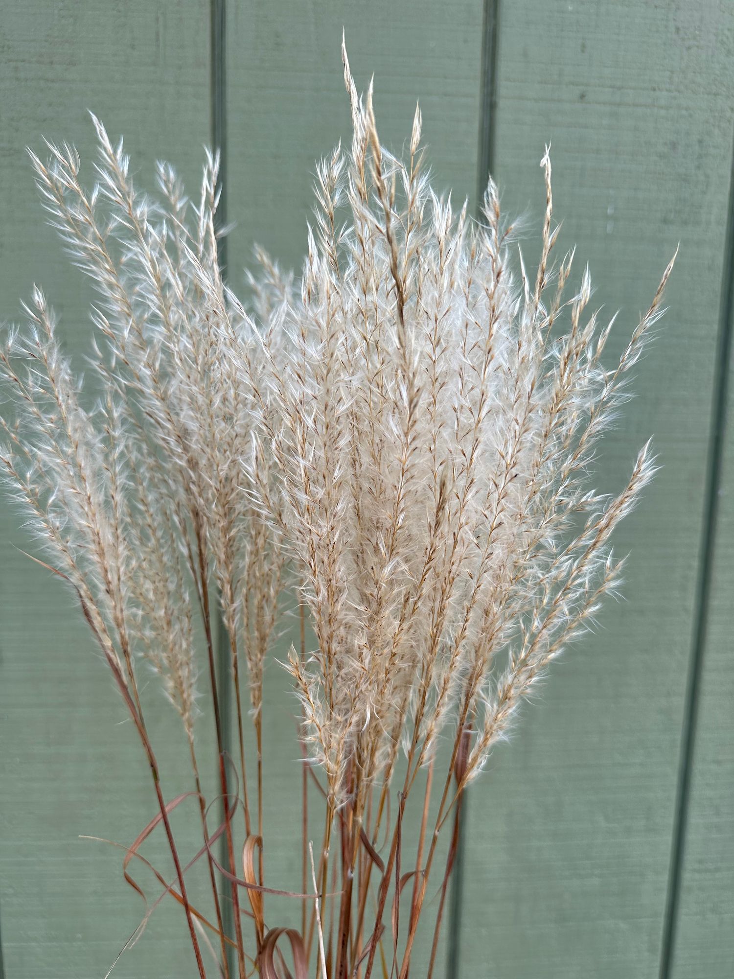 MISCANTHUS sinensis Morning Light