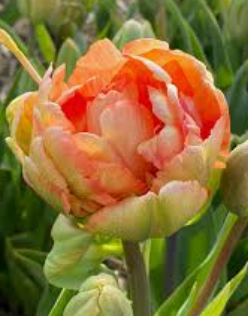 TULIPA Charming Beauty