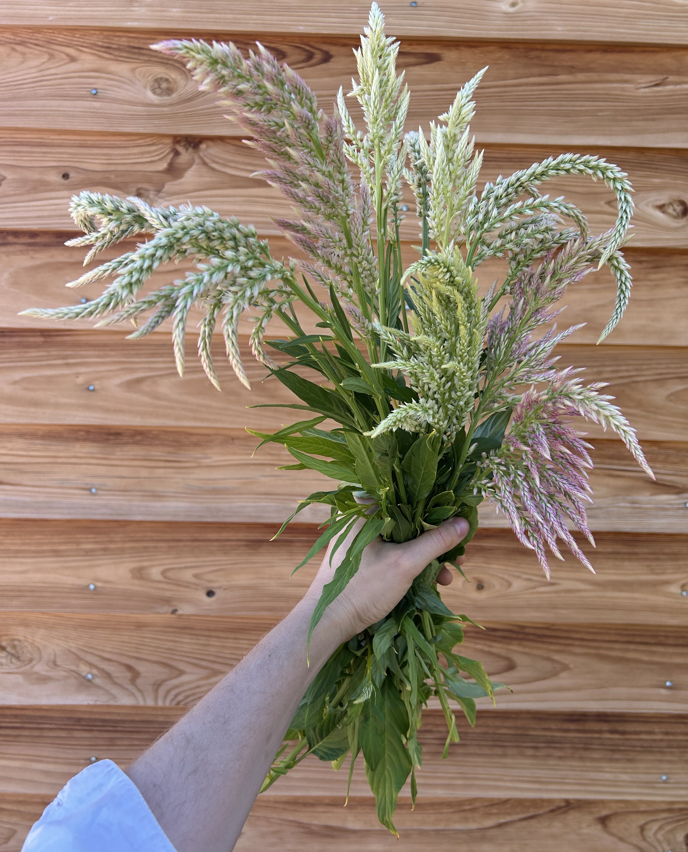 CELOSIA argentea var. spicata Shimmer